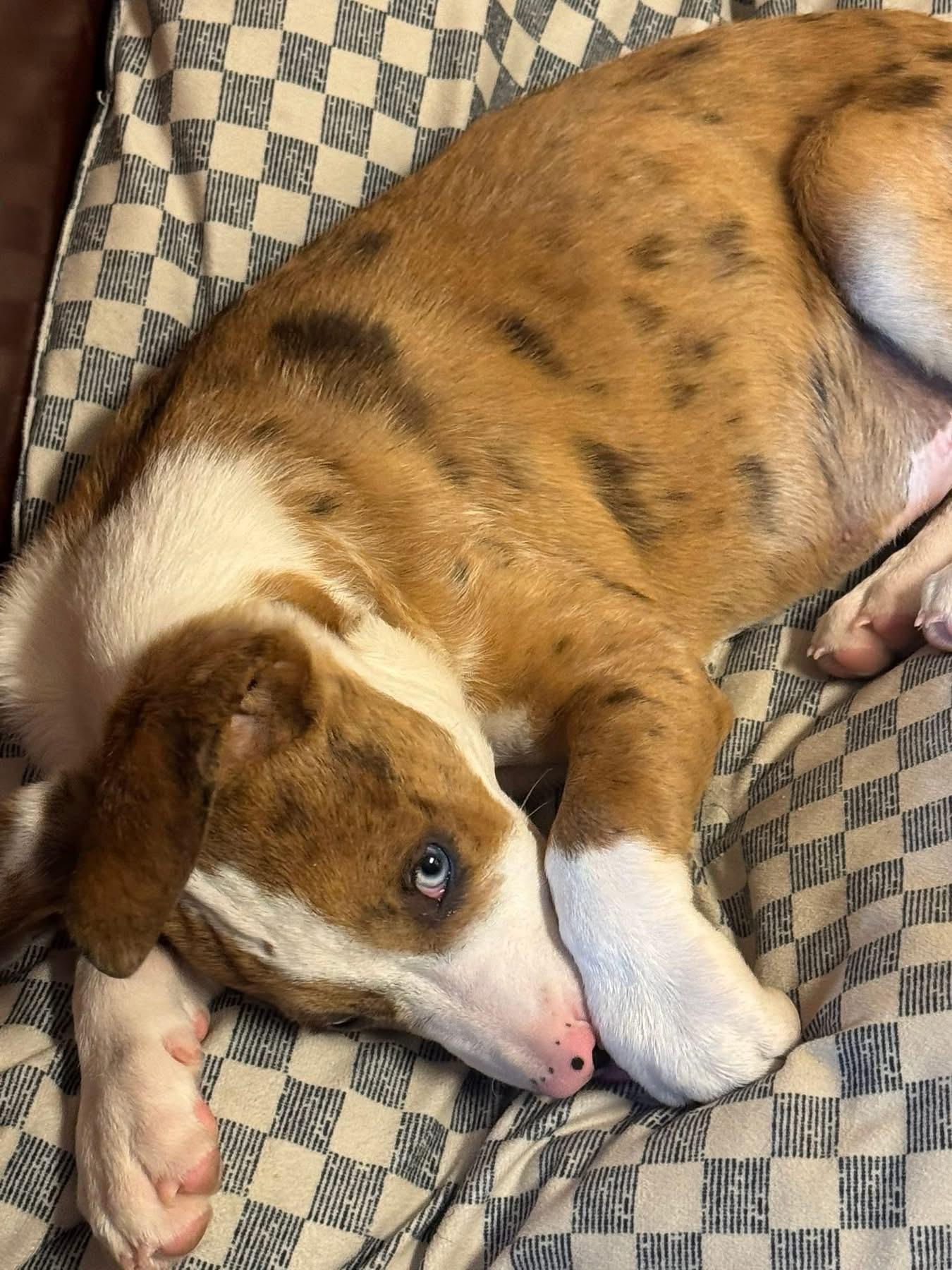 Enlarge Woody, an adopted mixed breed in Billerica, MA image 6/6