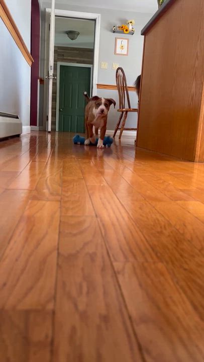 Enlarge Woody, a ADOPTABLE mixed breed in Billerica, MA video 5/5