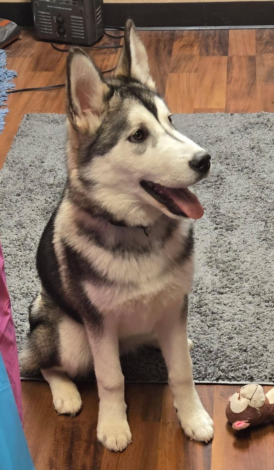 Enlarge Scottie, a Adopted Siberian Husky in Rocky Point, NY image 2/2