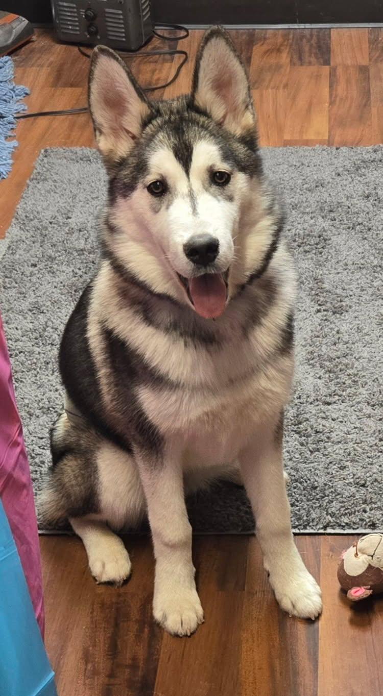 Scottie, Adopted, Puppy Male Siberian Husky.