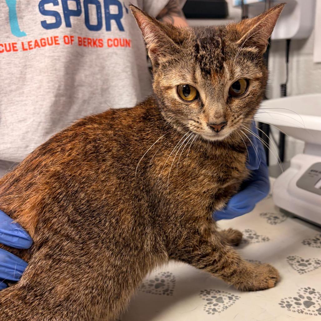 Erie, Adoptable, Adult Female Domestic Short Hair.