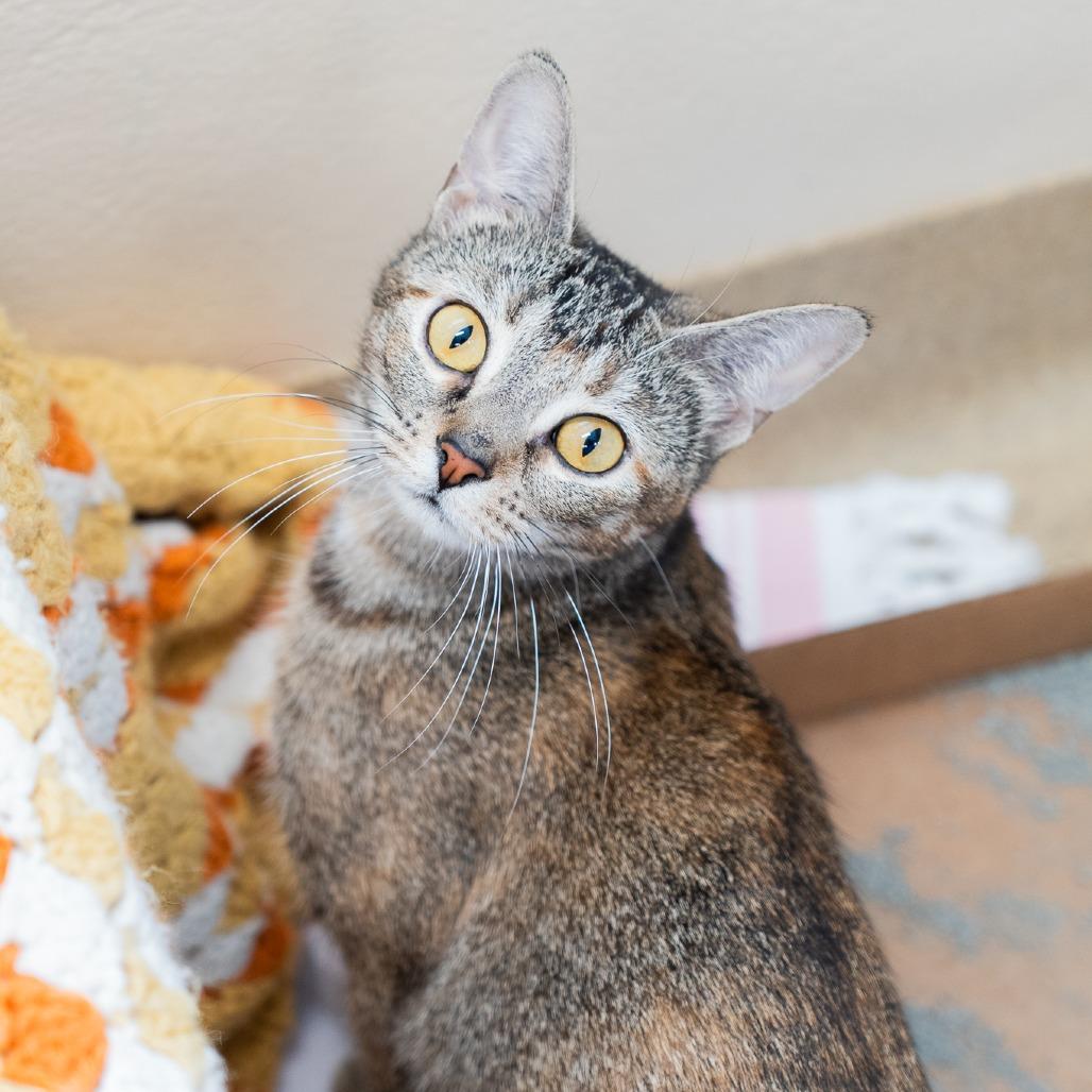 Erie, a Adoptable Domestic Short Hair in Birdsboro, PA image 1/3