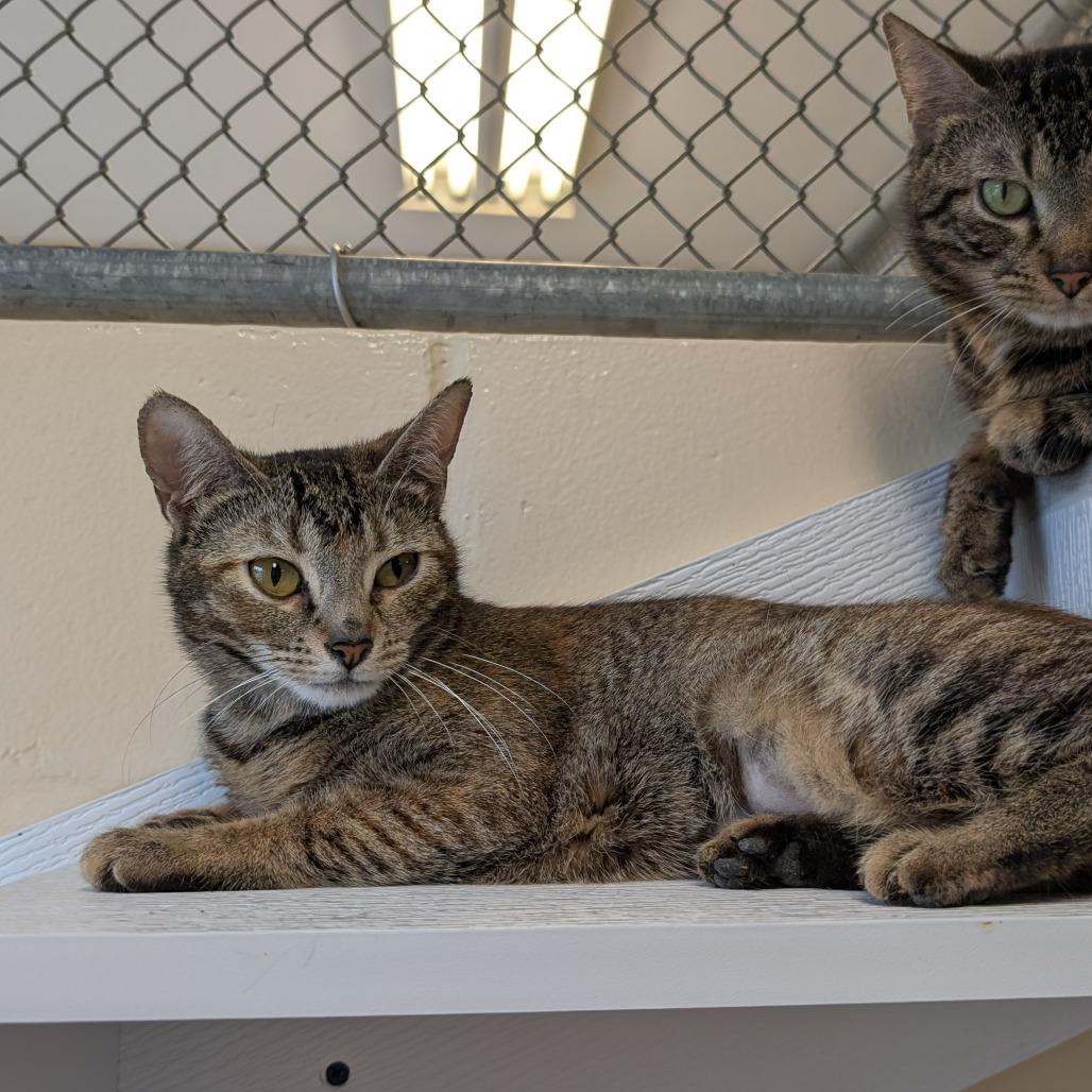 Erie, a Adoptable Domestic Short Hair in Birdsboro, PA image 2/2
