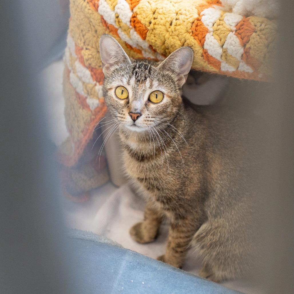 Erie, a Adoptable Domestic Short Hair in Birdsboro, PA image 3/3