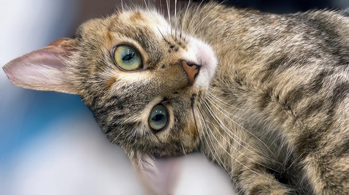 Enlarge Penny, a Adoptable Domestic Short Hair in Syosset, NY image 4/5