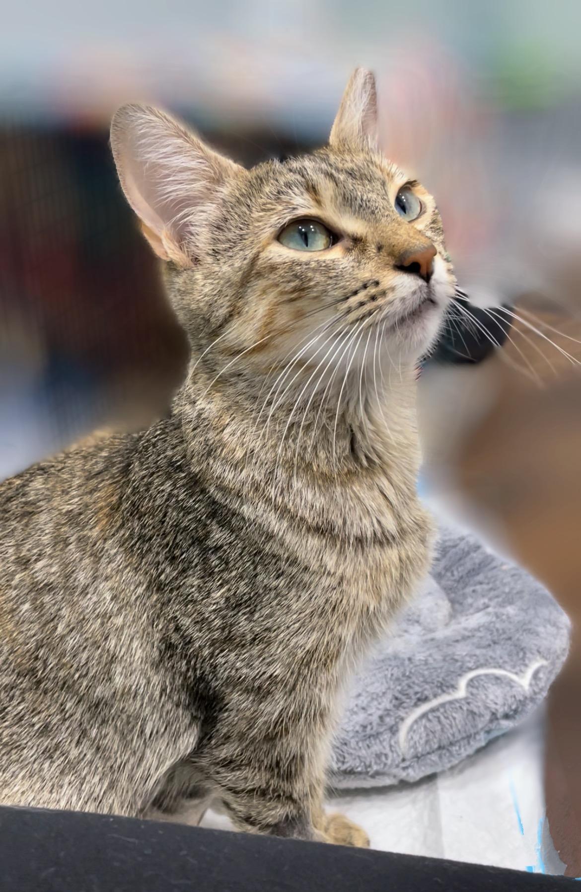 Enlarge Penny, a Adoptable Domestic Short Hair in Syosset, NY image 5/5