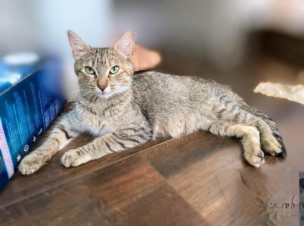 Enlarge Penny, a Adoptable Domestic Short Hair in Syosset, NY image 2/5