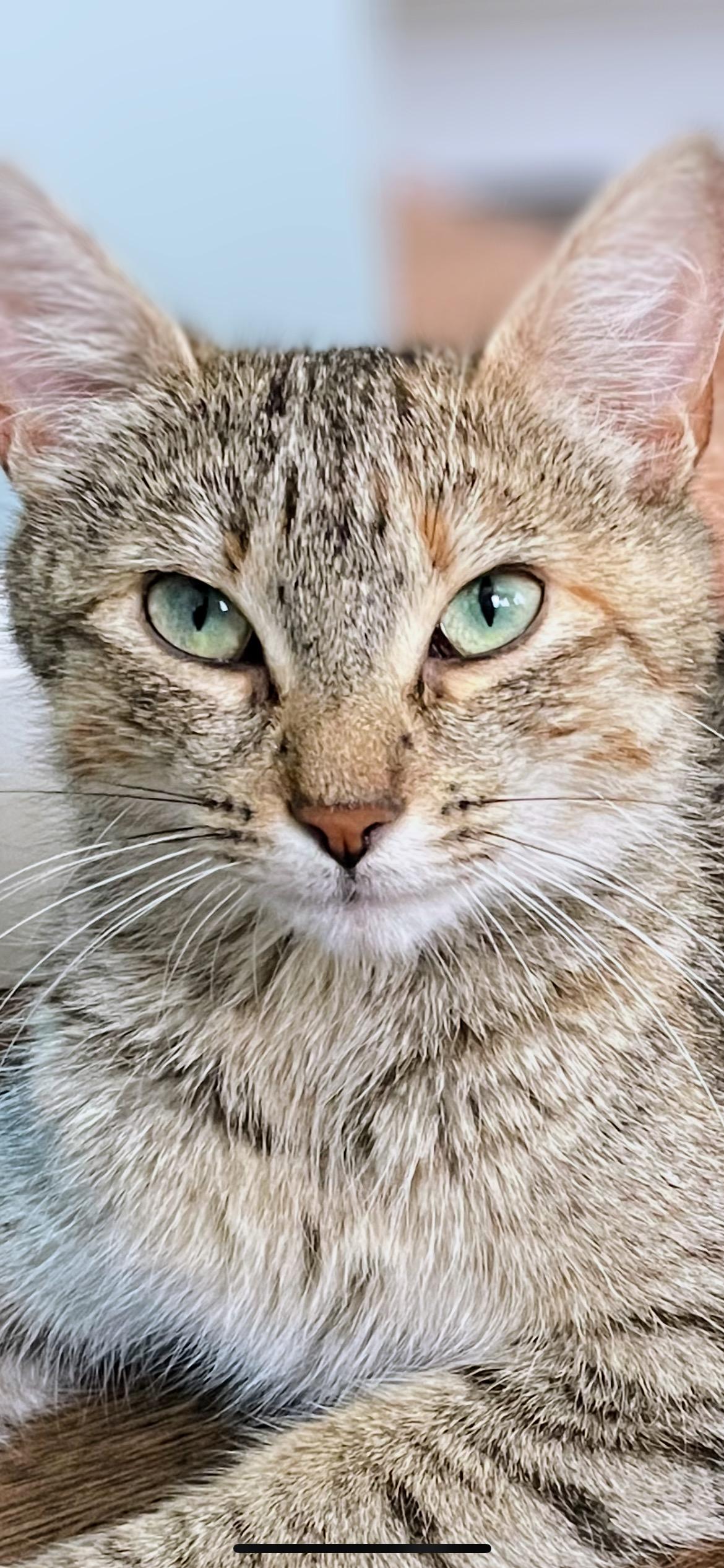 Enlarge Penny, a Adoptable Domestic Short Hair in Syosset, NY image 1/5