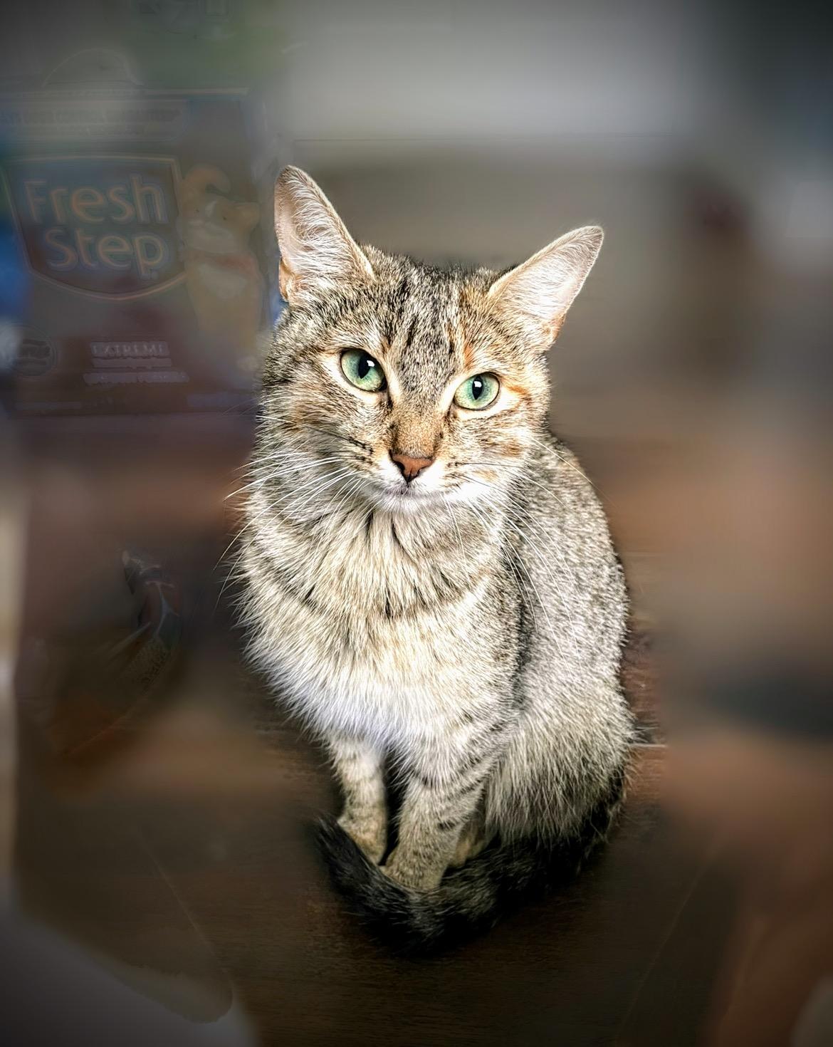 Enlarge Penny, a Adoptable Domestic Short Hair in Syosset, NY image 3/5