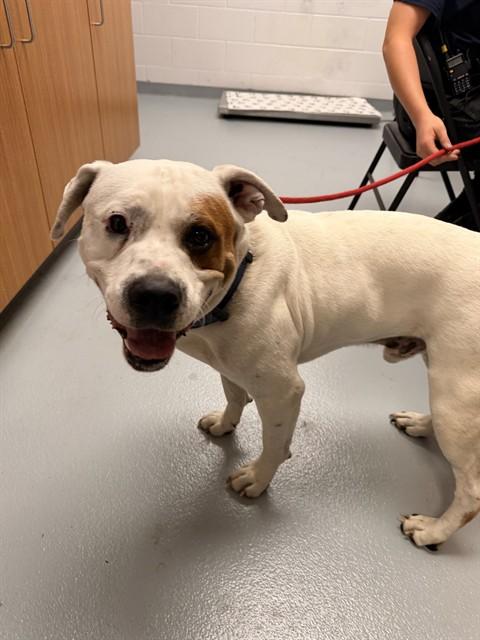 Enlarge KOOPA, a Adoptable Mixed Breed in Saint Cloud, FL image 1/1