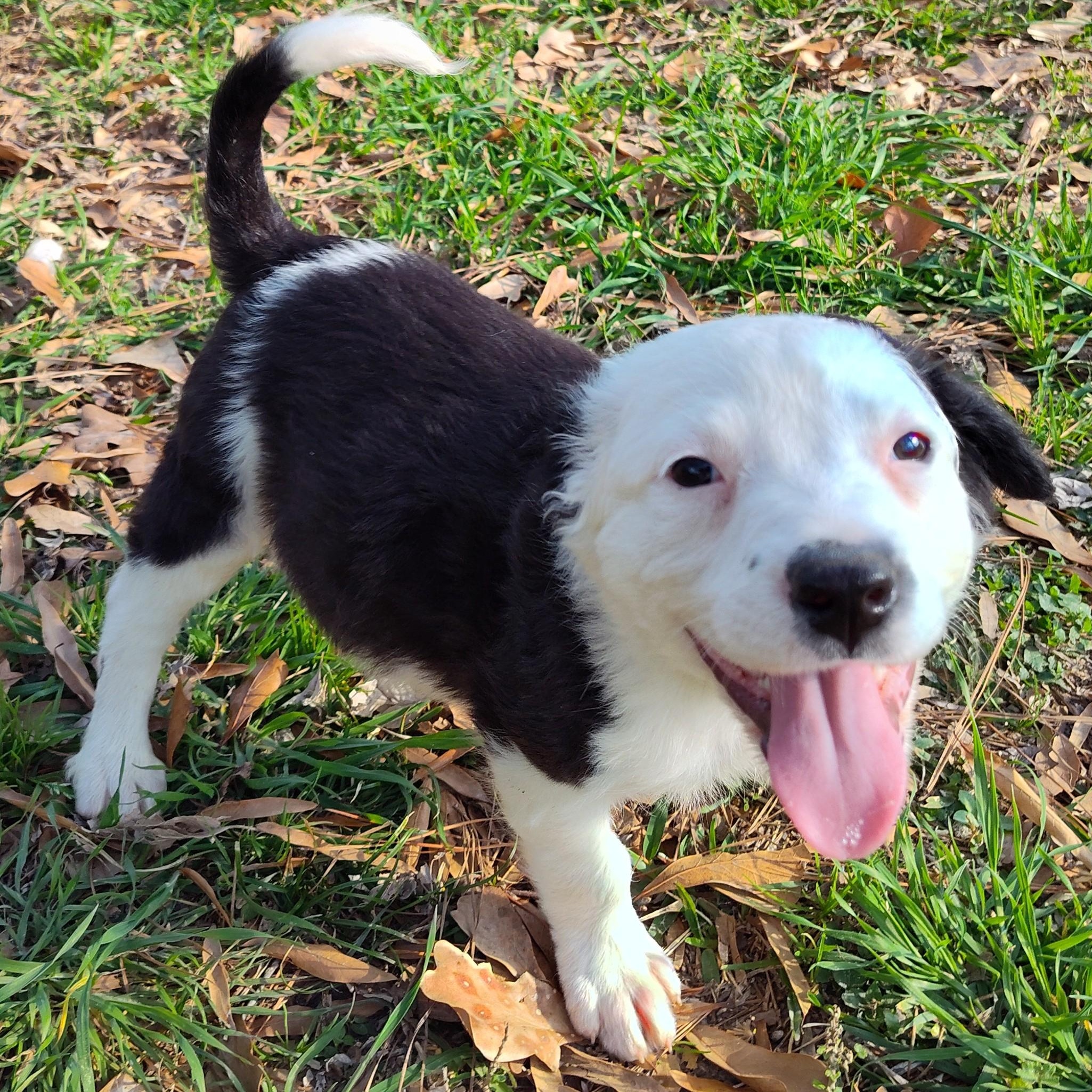 Dolly - Smart, Playful and Friendly — thumbnail 5