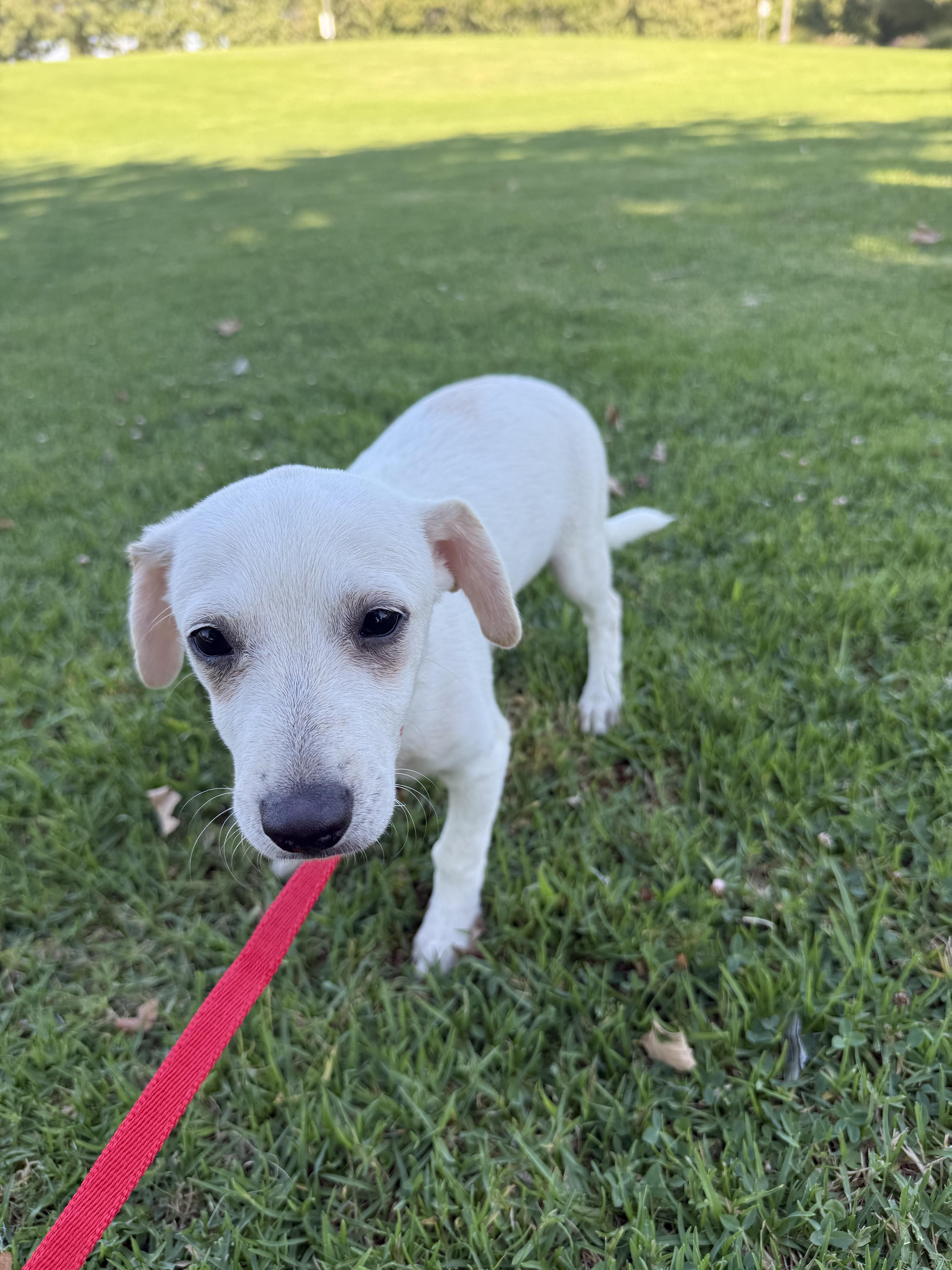 Enlarge Extrella, a Adoptable mixed breed in Chula Vista, CA image 1/6