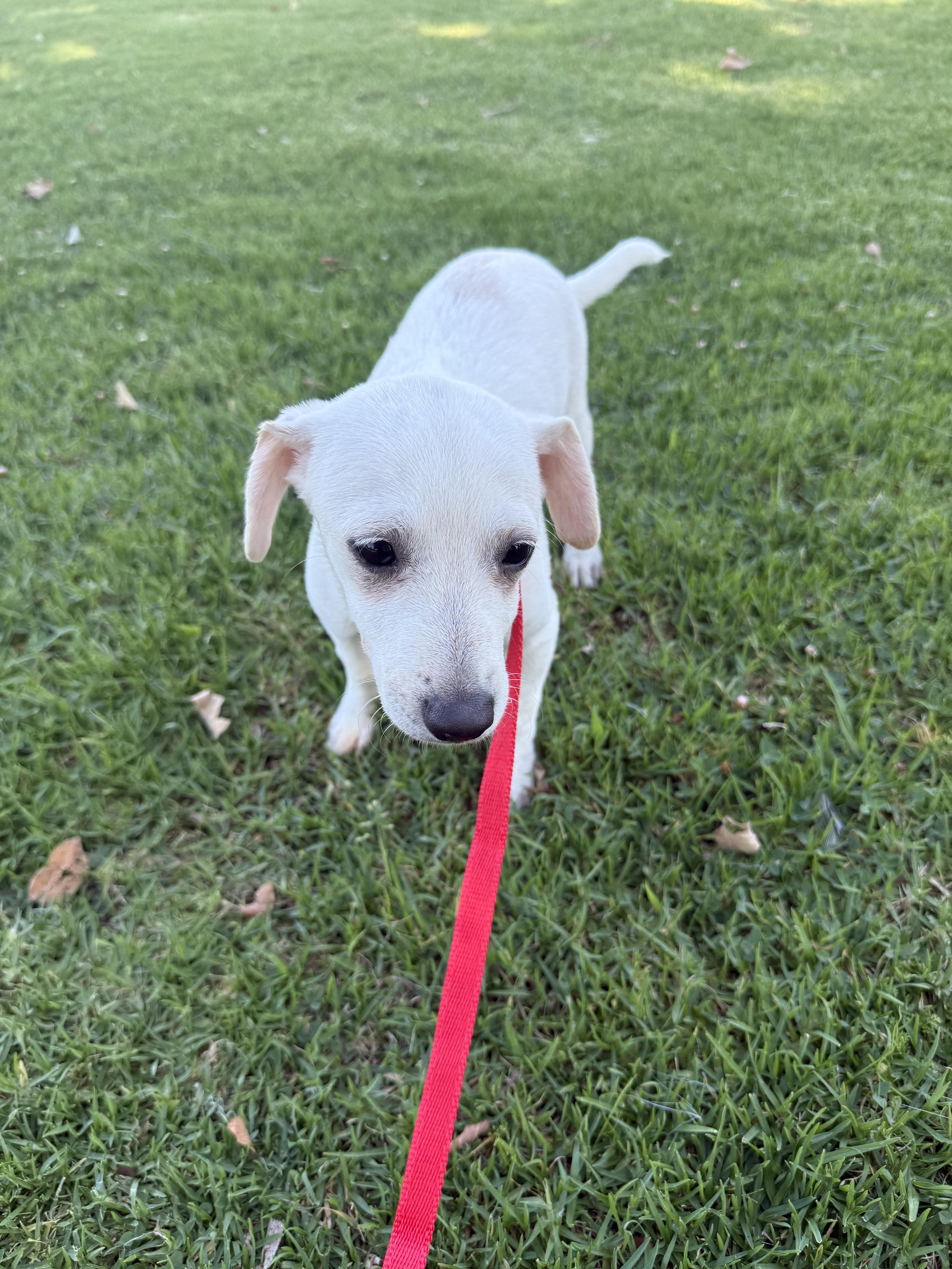 Enlarge Extrella, a Adoptable mixed breed in Chula Vista, CA image 2/6