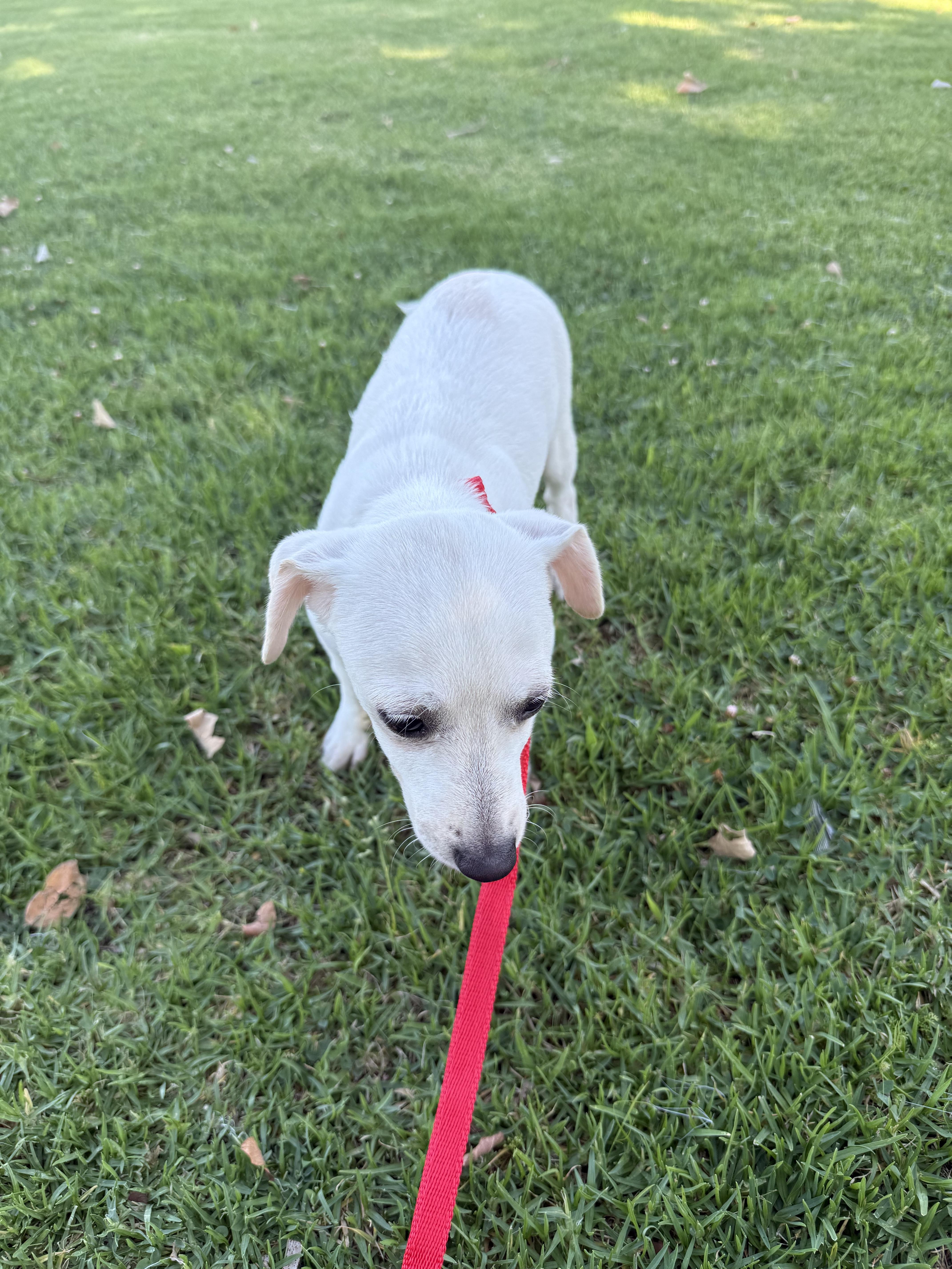 Enlarge Extrella, a Adoptable mixed breed in Chula Vista, CA image 3/6