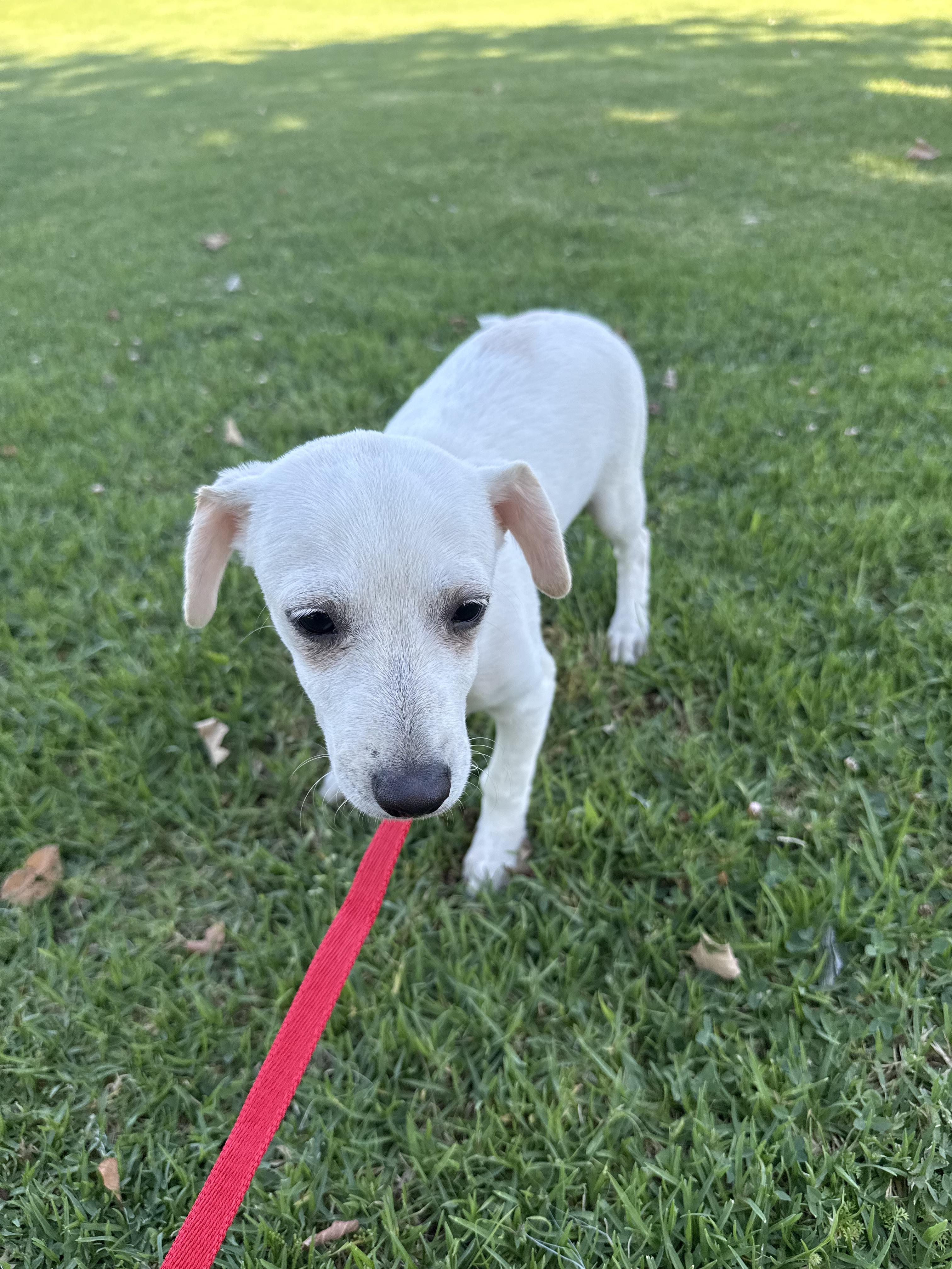 Enlarge Extrella, a Adoptable mixed breed in Chula Vista, CA image 4/6