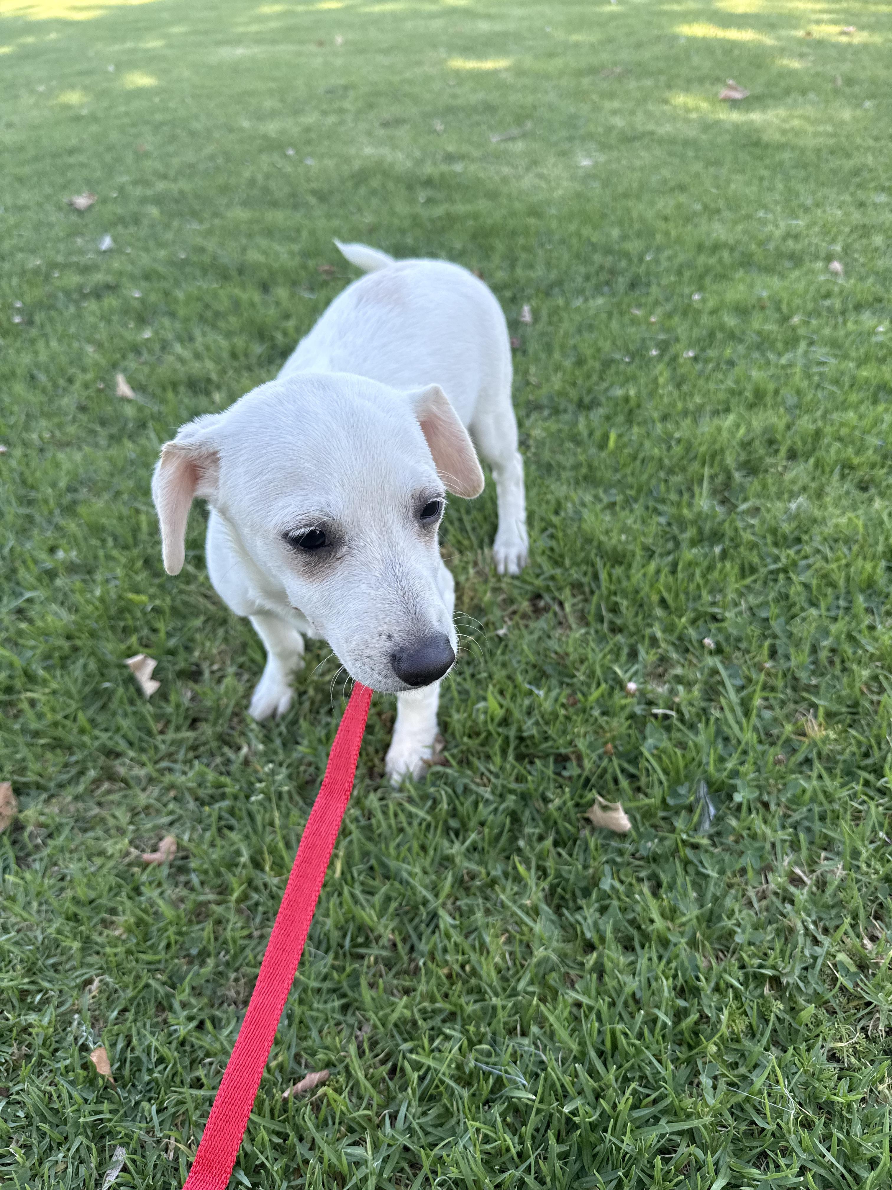 Enlarge Extrella, a Adoptable mixed breed in Chula Vista, CA image 5/6