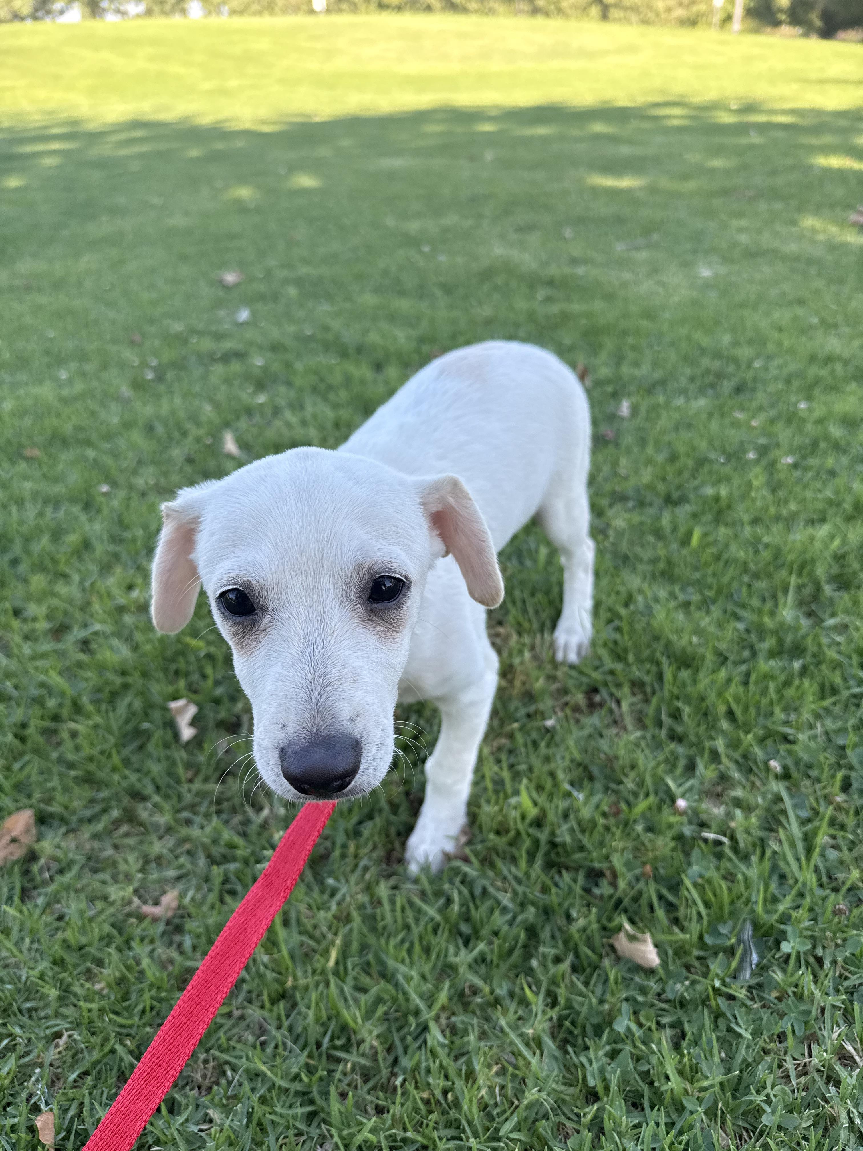 Enlarge Extrella, a Adoptable mixed breed in Chula Vista, CA image 6/6