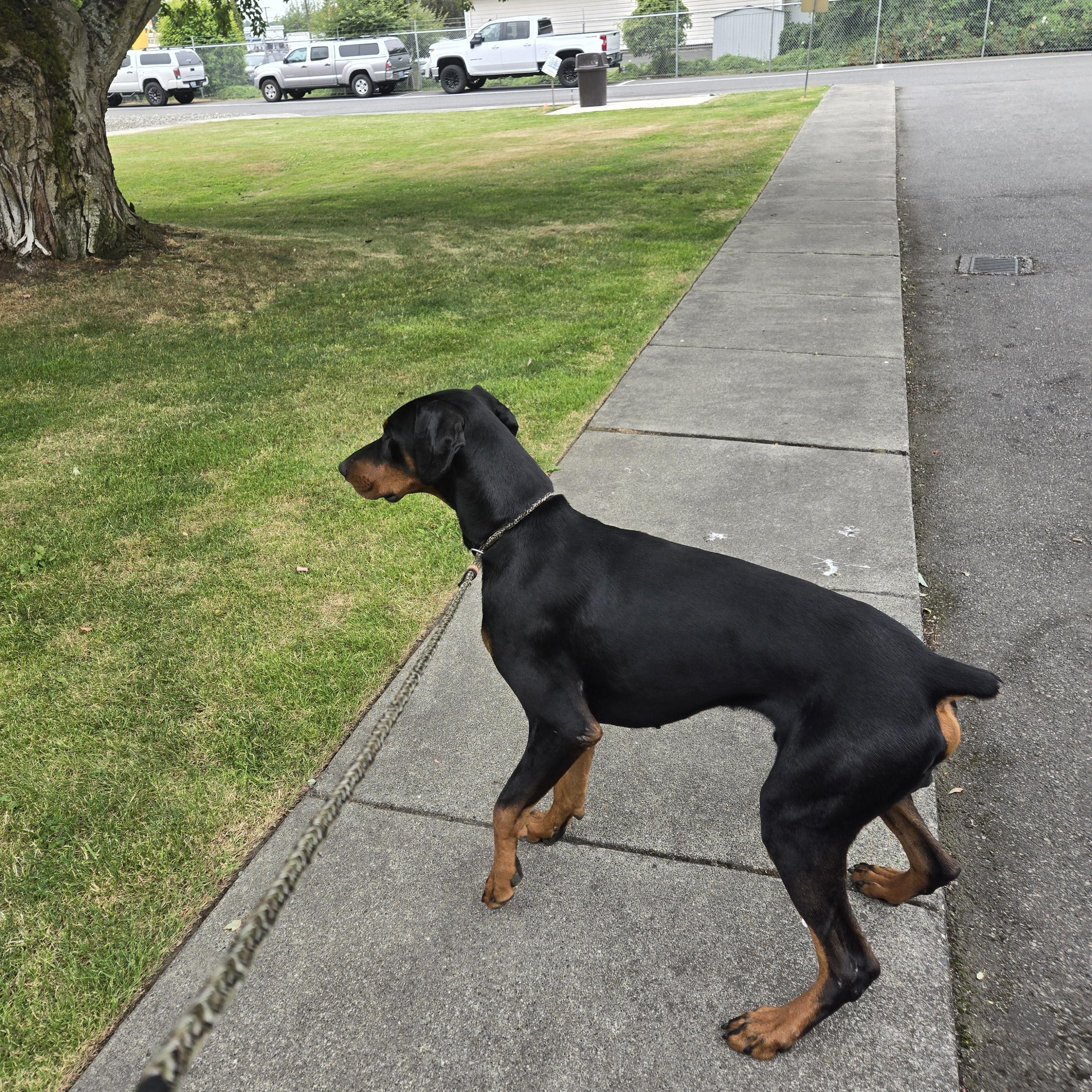 Snoop, adopted, Adult Male Doberman Pinscher.