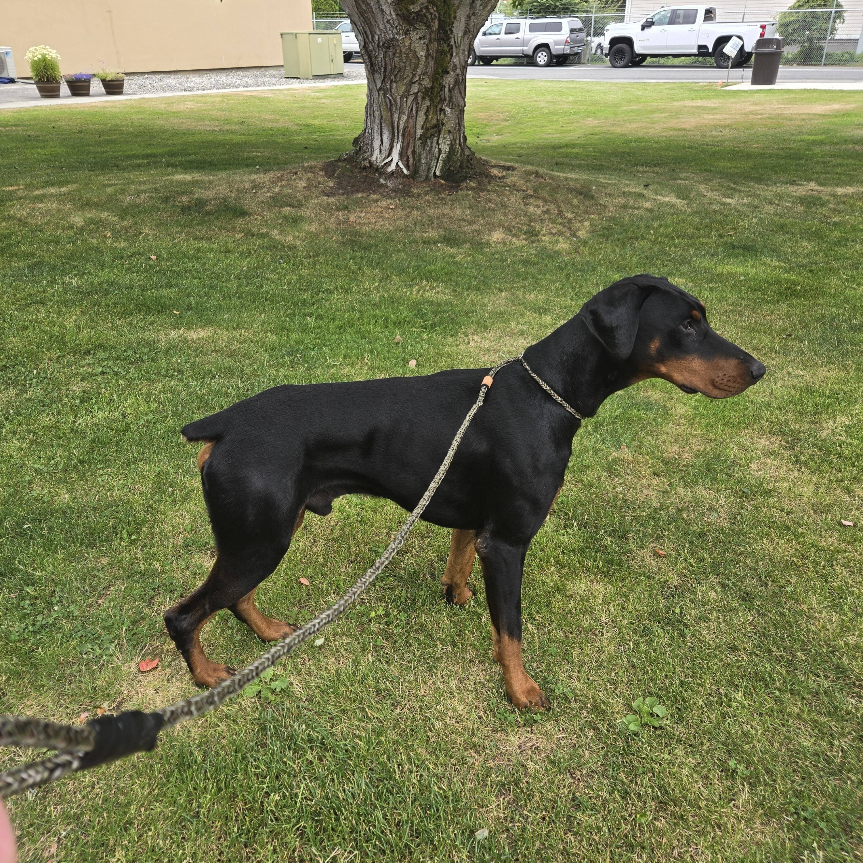 Enlarge Snoop, an adopted Doberman Pinscher in Redmond, WA image 2/2