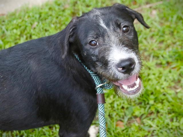 Enlarge ELEVEN, a Adoptable mixed breed in Tallahassee, FL image 1/1
