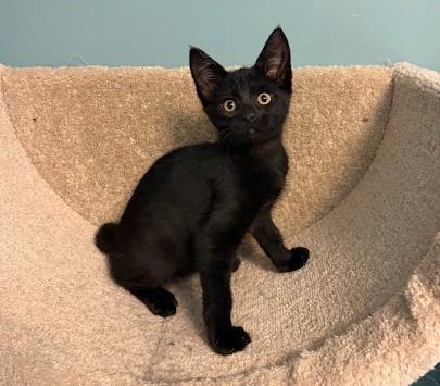 Enlarge KISS, a Adoptable Domestic Short Hair in Andover, MN image 3/6
