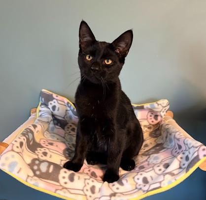 KISS, Adoptable, Kitten Male Domestic Short Hair.