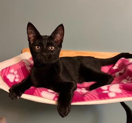 Enlarge KISS, a Adoptable Domestic Short Hair in Andover, MN image 2/6