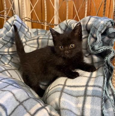Enlarge KISS, a Adoptable Domestic Short Hair in Andover, MN image 5/6