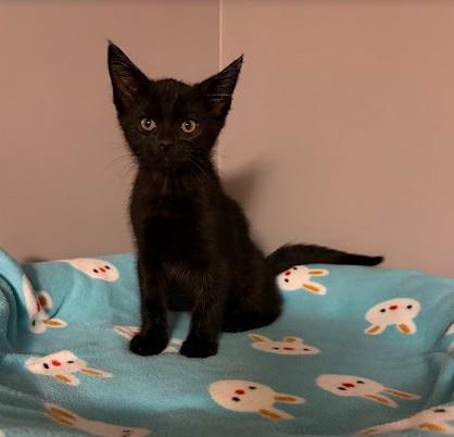 Enlarge KISS, a Adoptable Domestic Short Hair in Andover, MN image 4/6