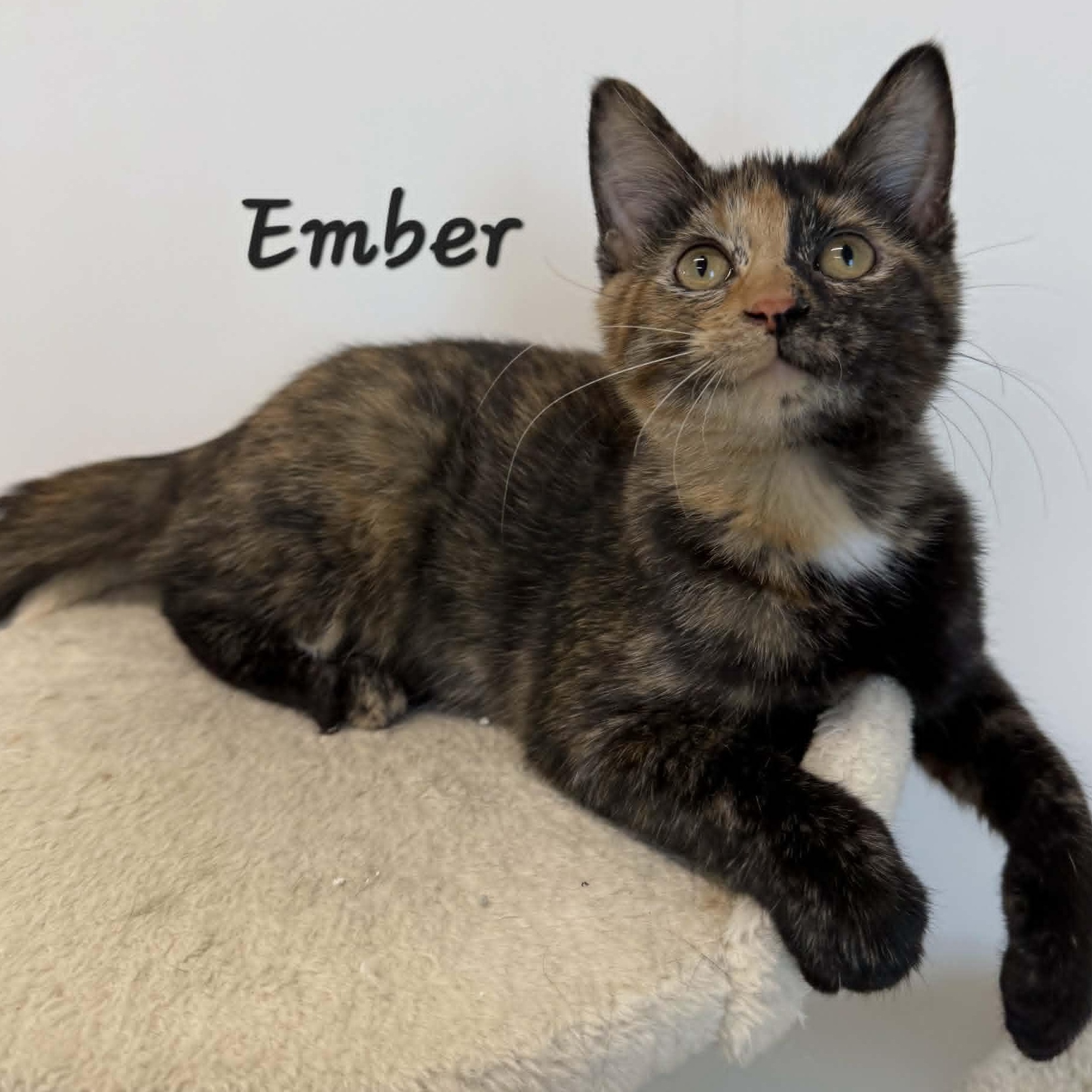 Enlarge Ember, a Adoptable Tortoiseshell in Rushville, IL image 1/3