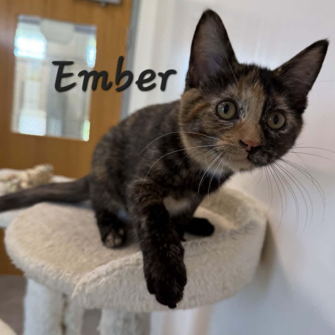 Enlarge Ember, a Adoptable Tortoiseshell in Rushville, IL image 3/3