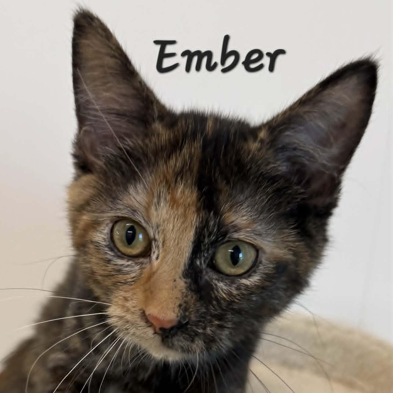 Enlarge Ember, a Adoptable Tortoiseshell in Rushville, IL image 2/3