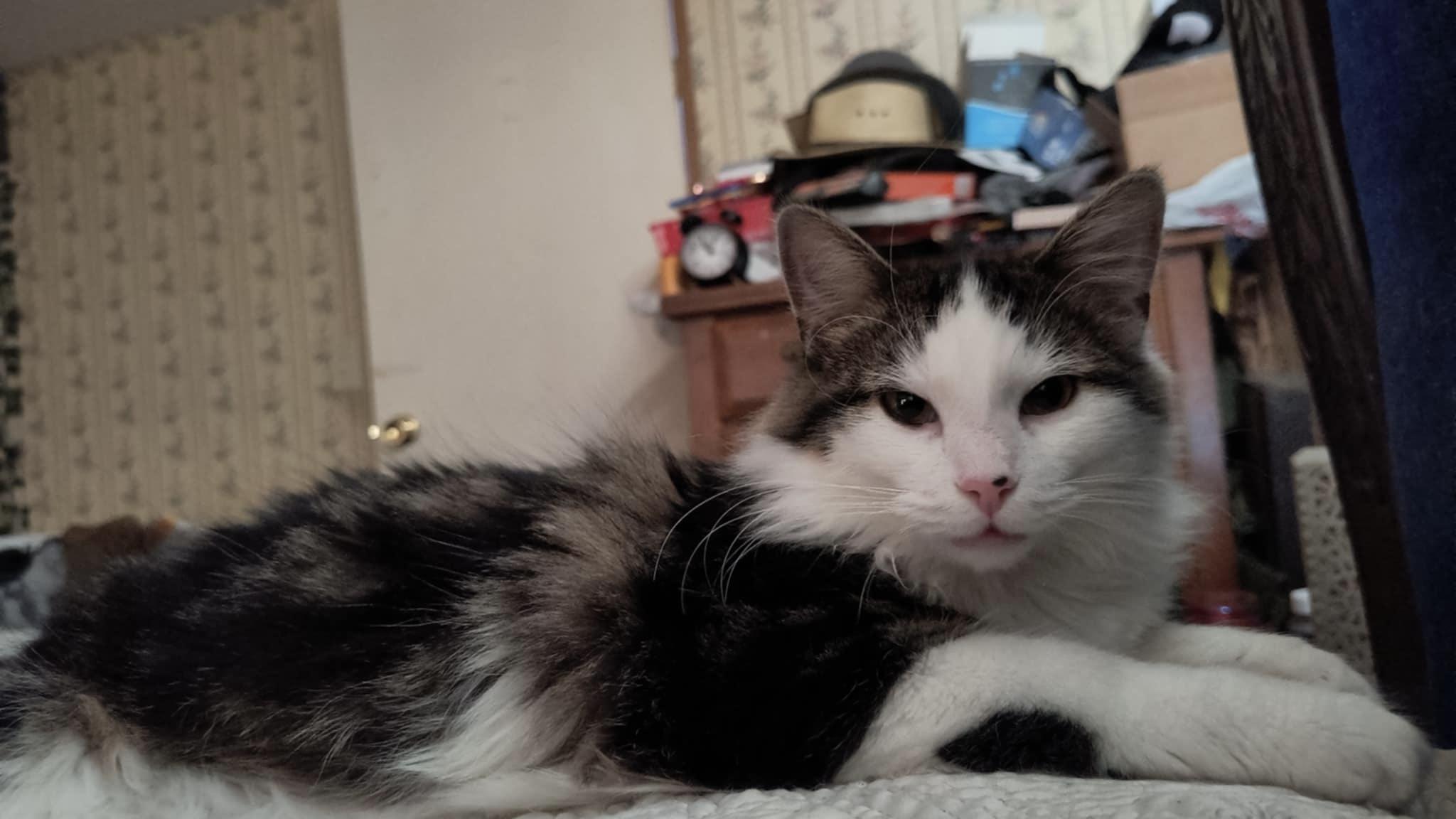 Lilly, Adopted, Young Female Domestic Medium Hair.