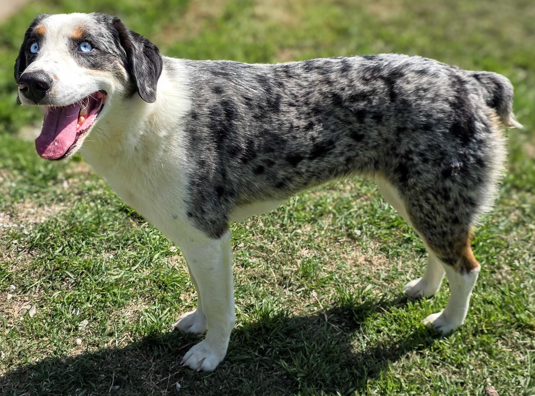 Enlarge Pixy, a Adoptable Australian Shepherd in Colorado Springs, CO image 3/6