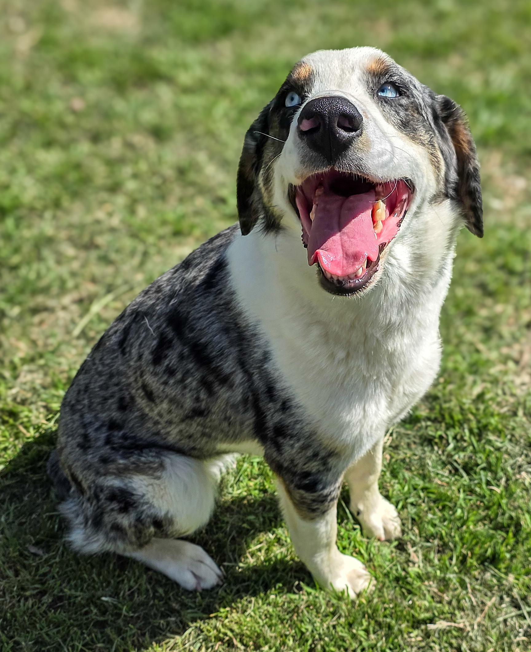 Enlarge Pixy, a Adoptable Australian Shepherd in Colorado Springs, CO image 2/6