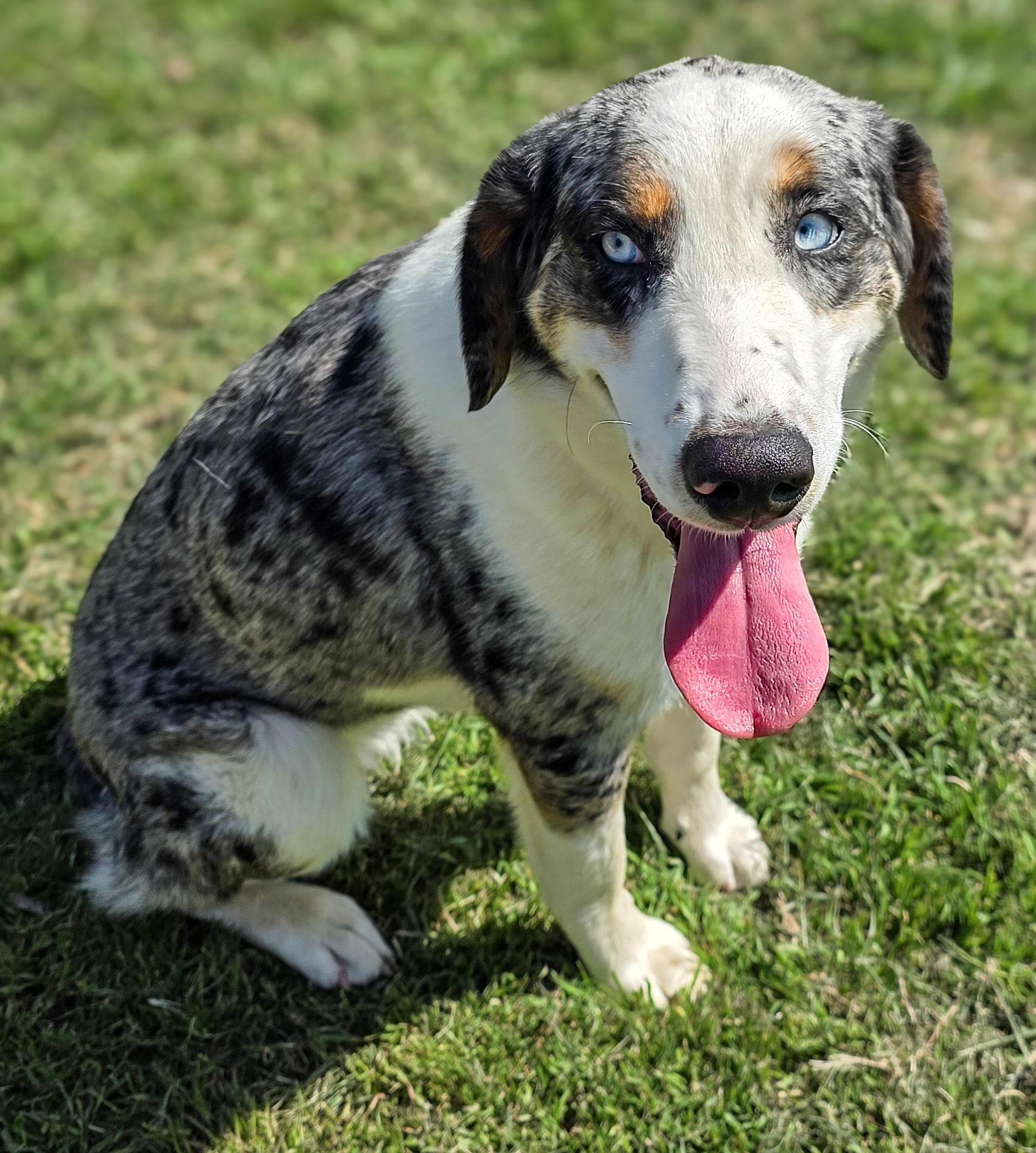 Enlarge Pixy, a Adoptable Australian Shepherd in Colorado Springs, CO image 4/6