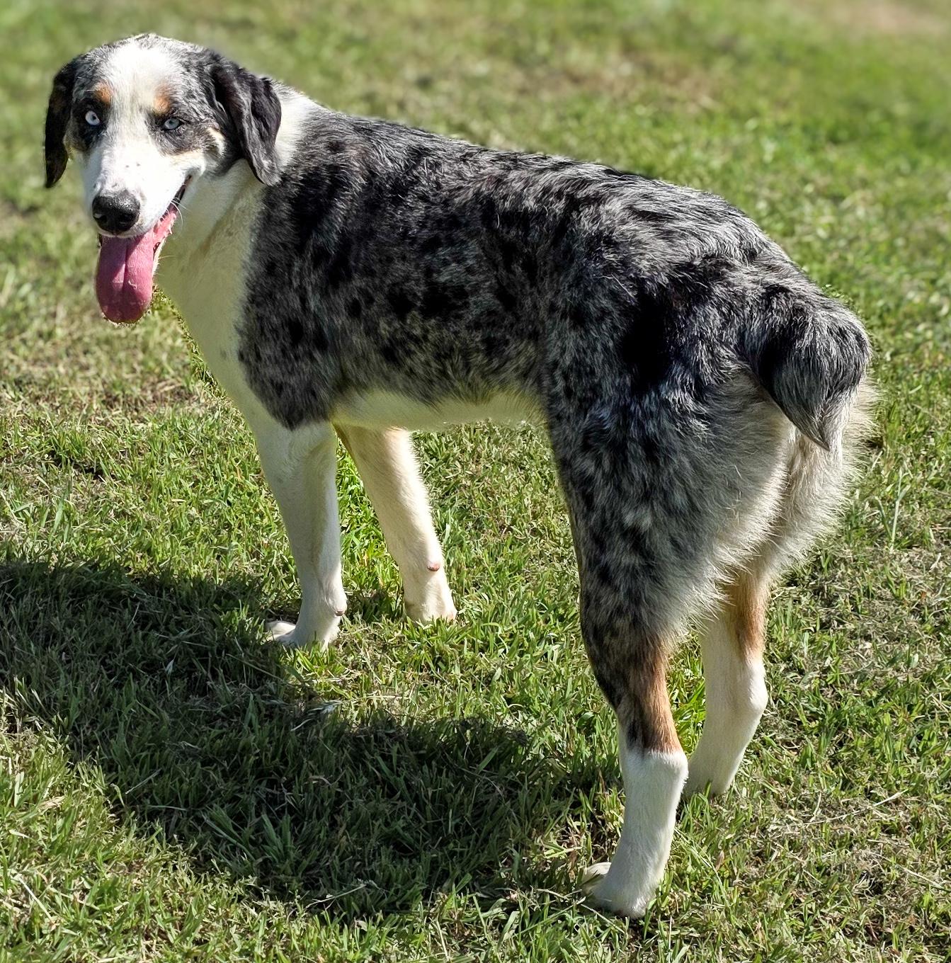 Enlarge Pixy, a Adoptable Australian Shepherd in Colorado Springs, CO image 5/6
