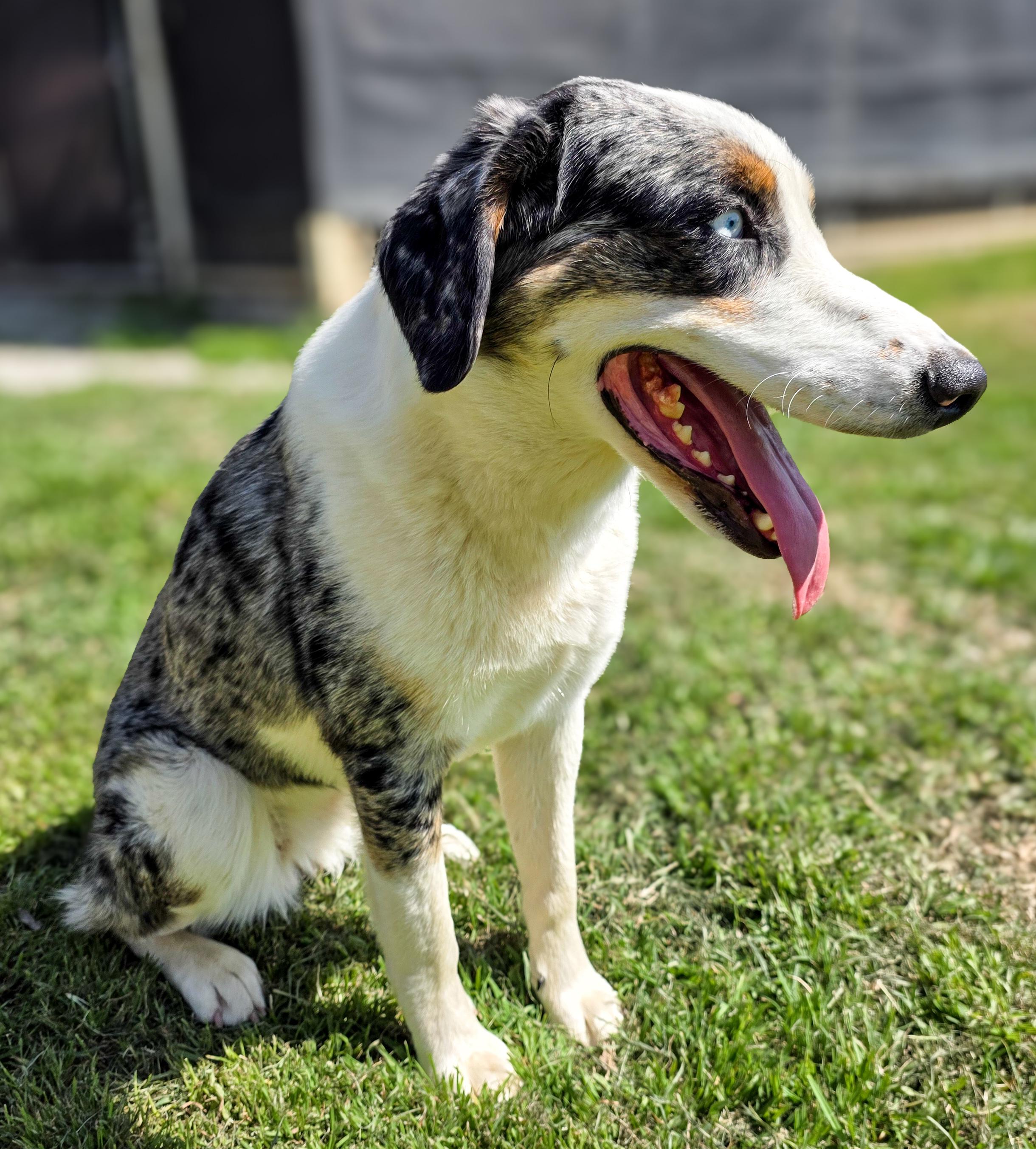 Enlarge Pixy, a Adoptable Australian Shepherd in Colorado Springs, CO image 6/6