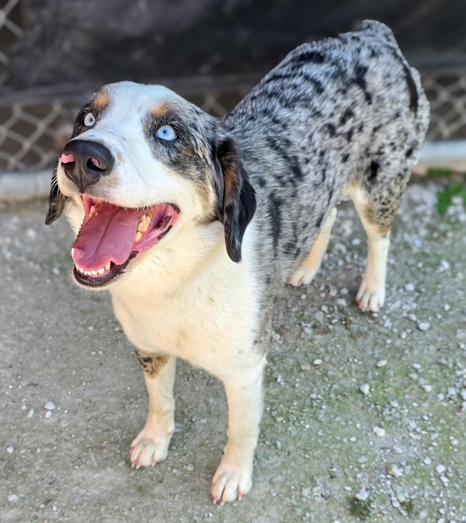 Enlarge Pixy, a Adoptable Australian Shepherd in Colorado Springs, CO image 1/6