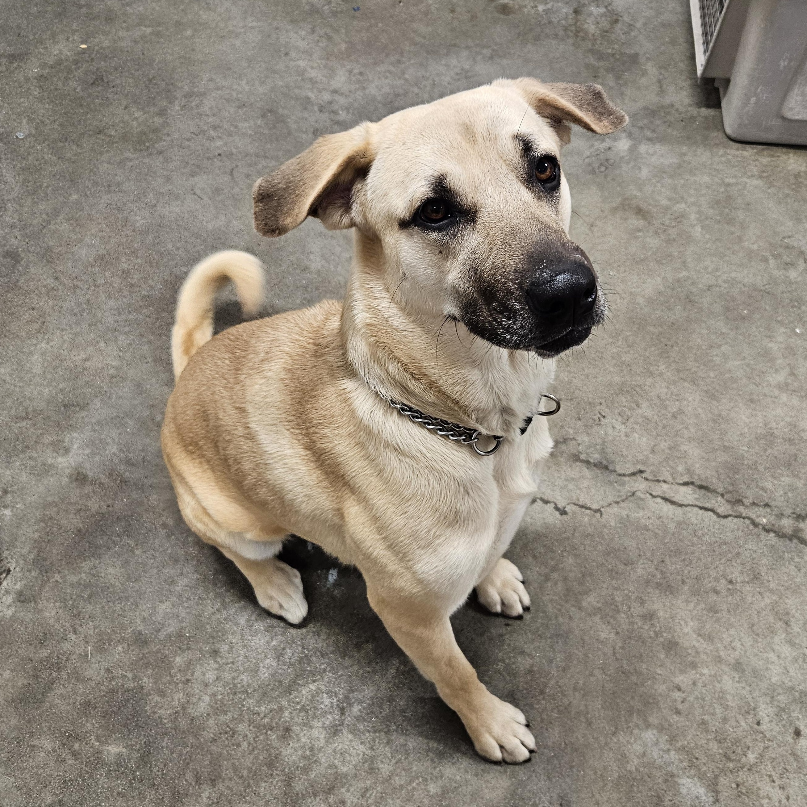 Maggie, Adoptable, Young Female Shepherd & Mastiff.