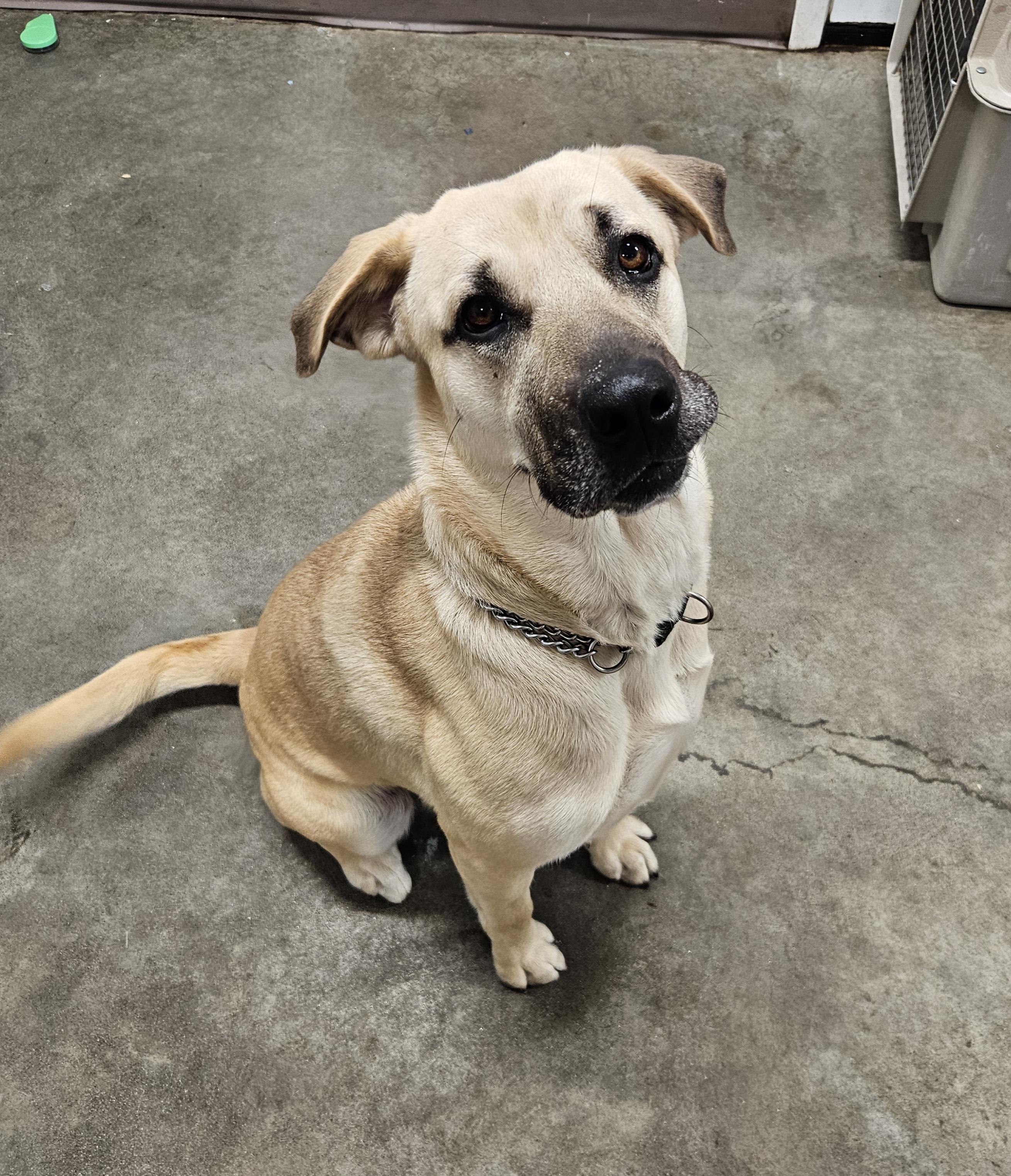 Maggie, an adoptable Shepherd, Mastiff in The Dalles, OR, 97058 | Photo Image 1