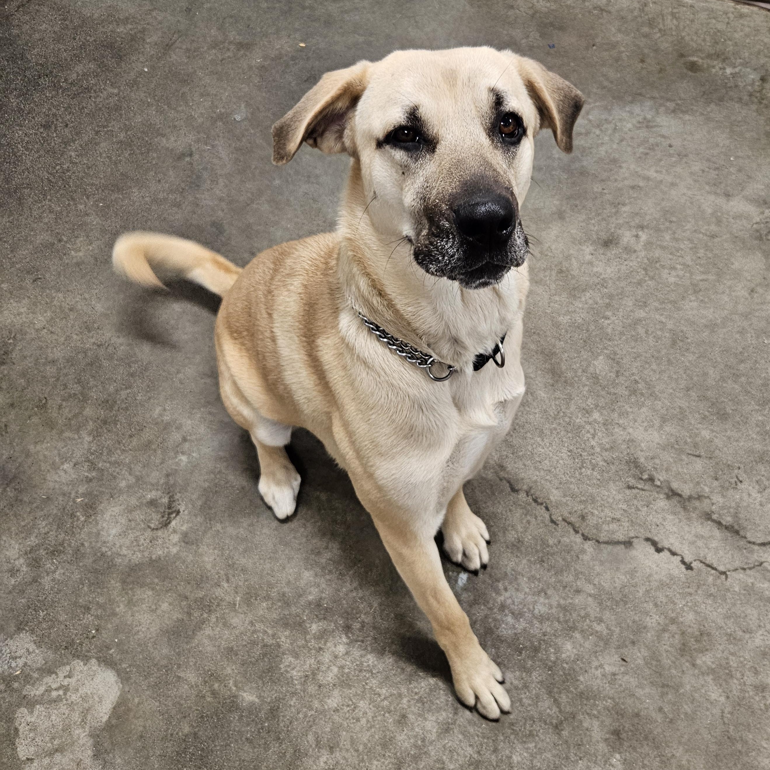 Maggie, an adoptable Shepherd, Mastiff in The Dalles, OR, 97058 | Photo Image 3