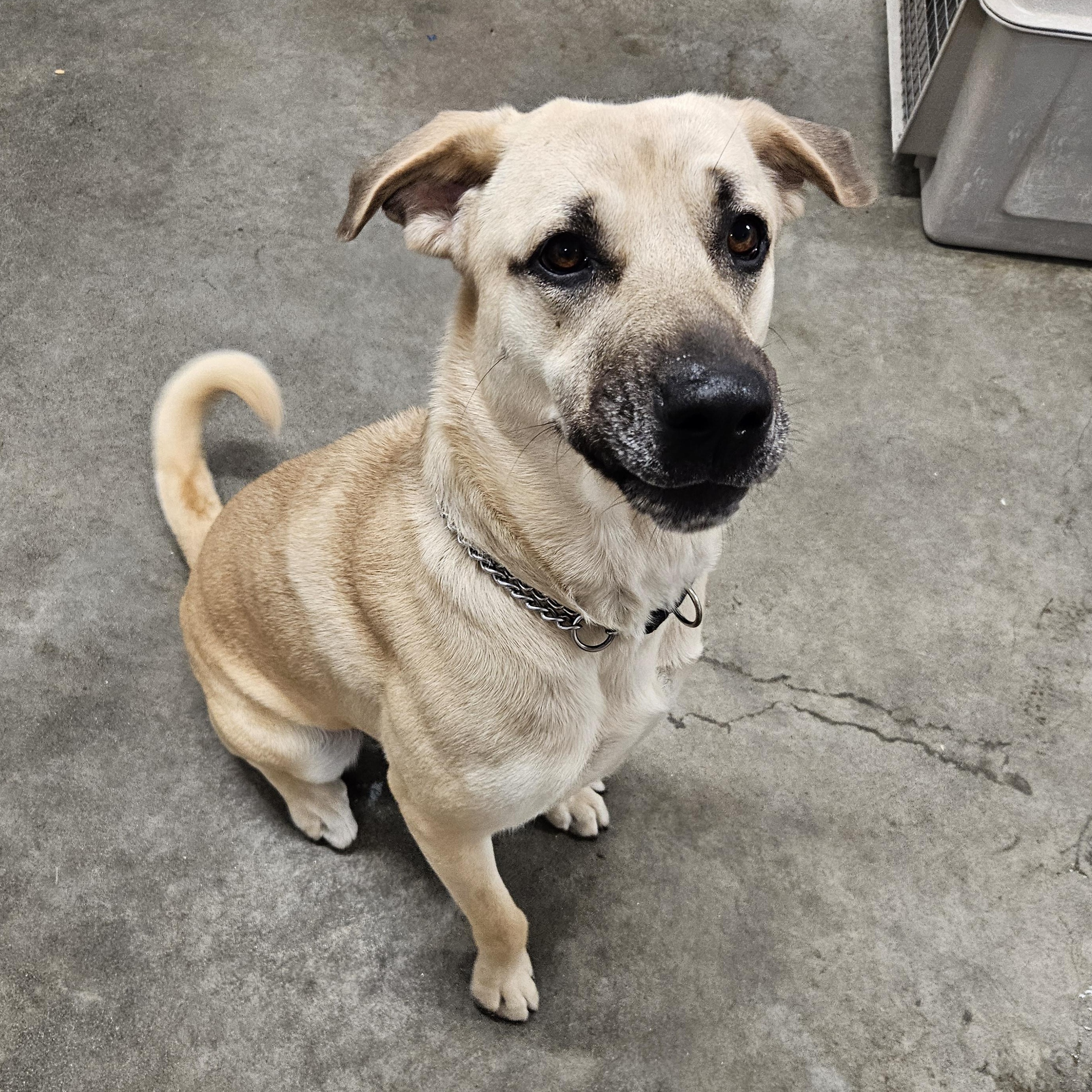 Maggie, a Adoptable mixed breed in The Dalles, OR image 2/3