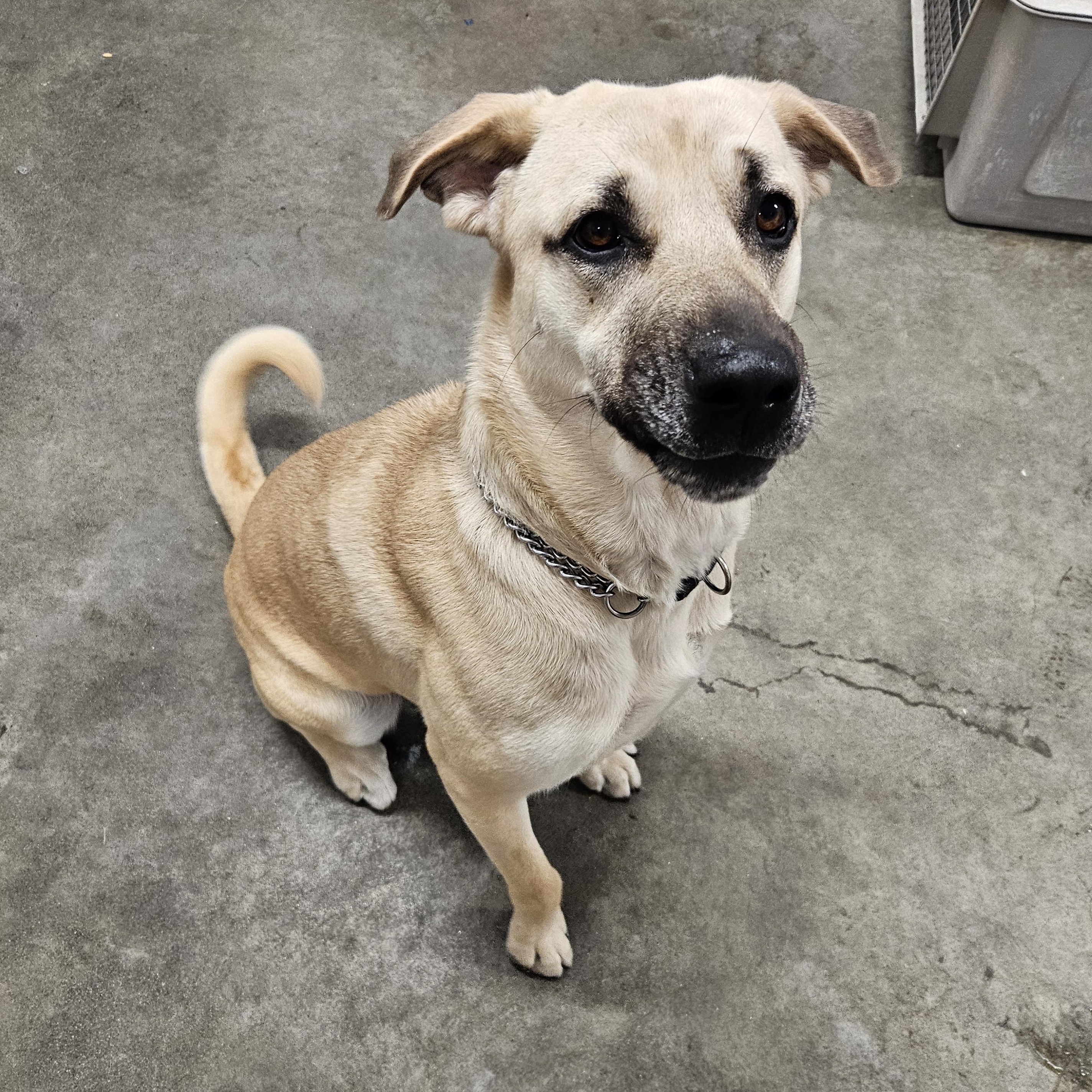 Maggie, an adoptable Shepherd, Mastiff in The Dalles, OR, 97058 | Photo Image 2