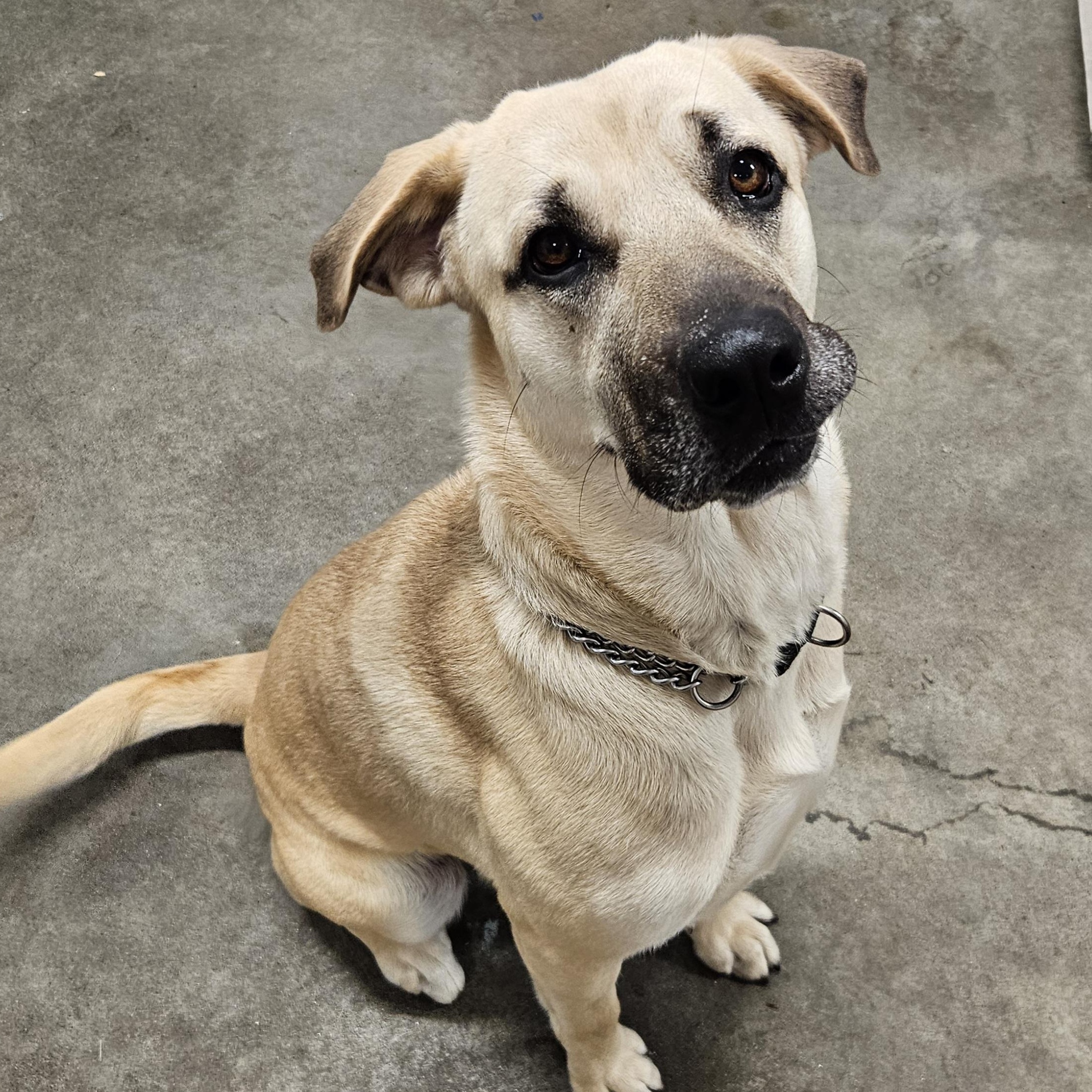 Maggie, a Adoptable mixed breed in The Dalles, OR image 3/3