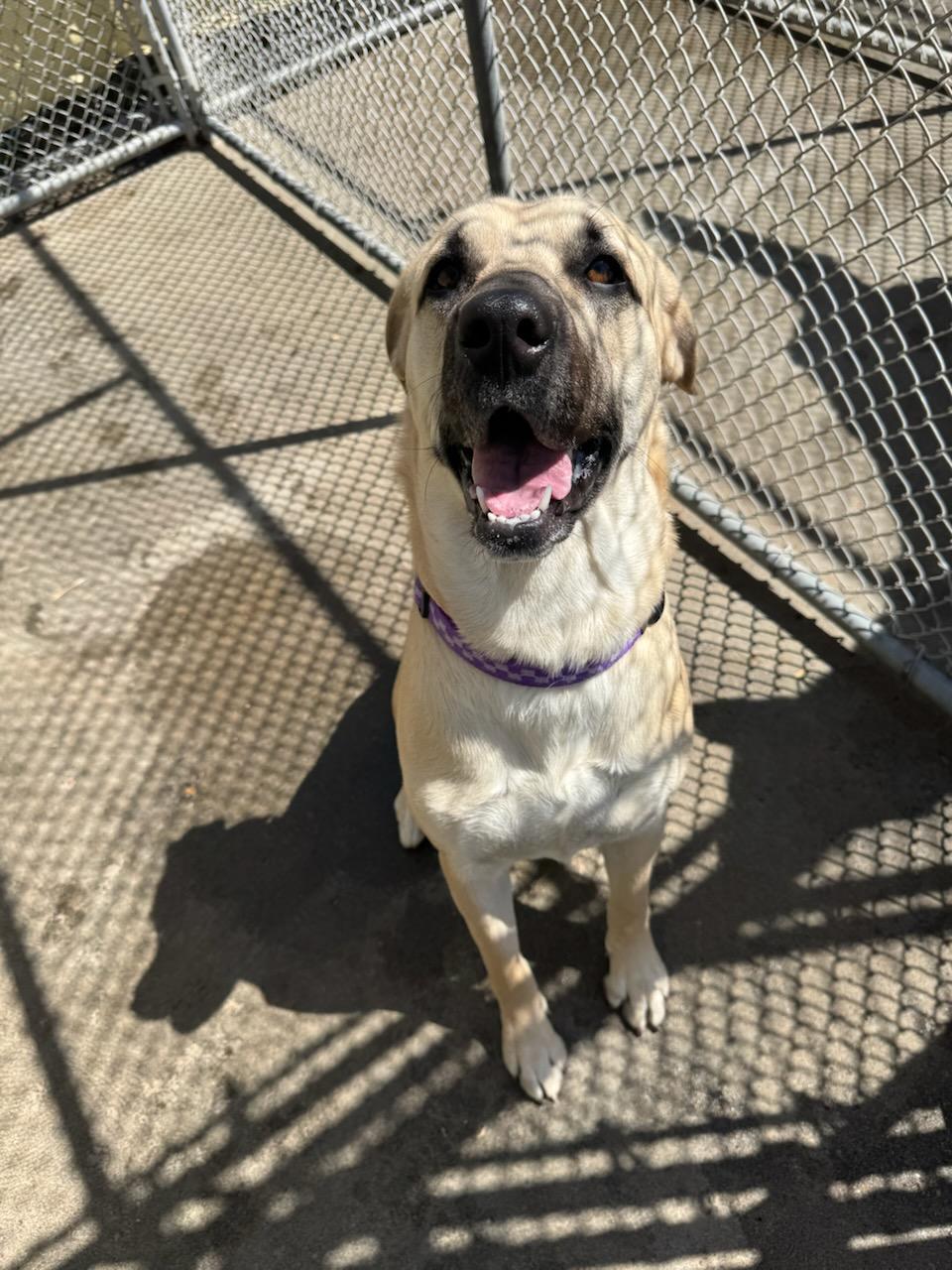 Maggie, an adoptable Shepherd, Mastiff in The Dalles, OR, 97058 | Photo Image 5