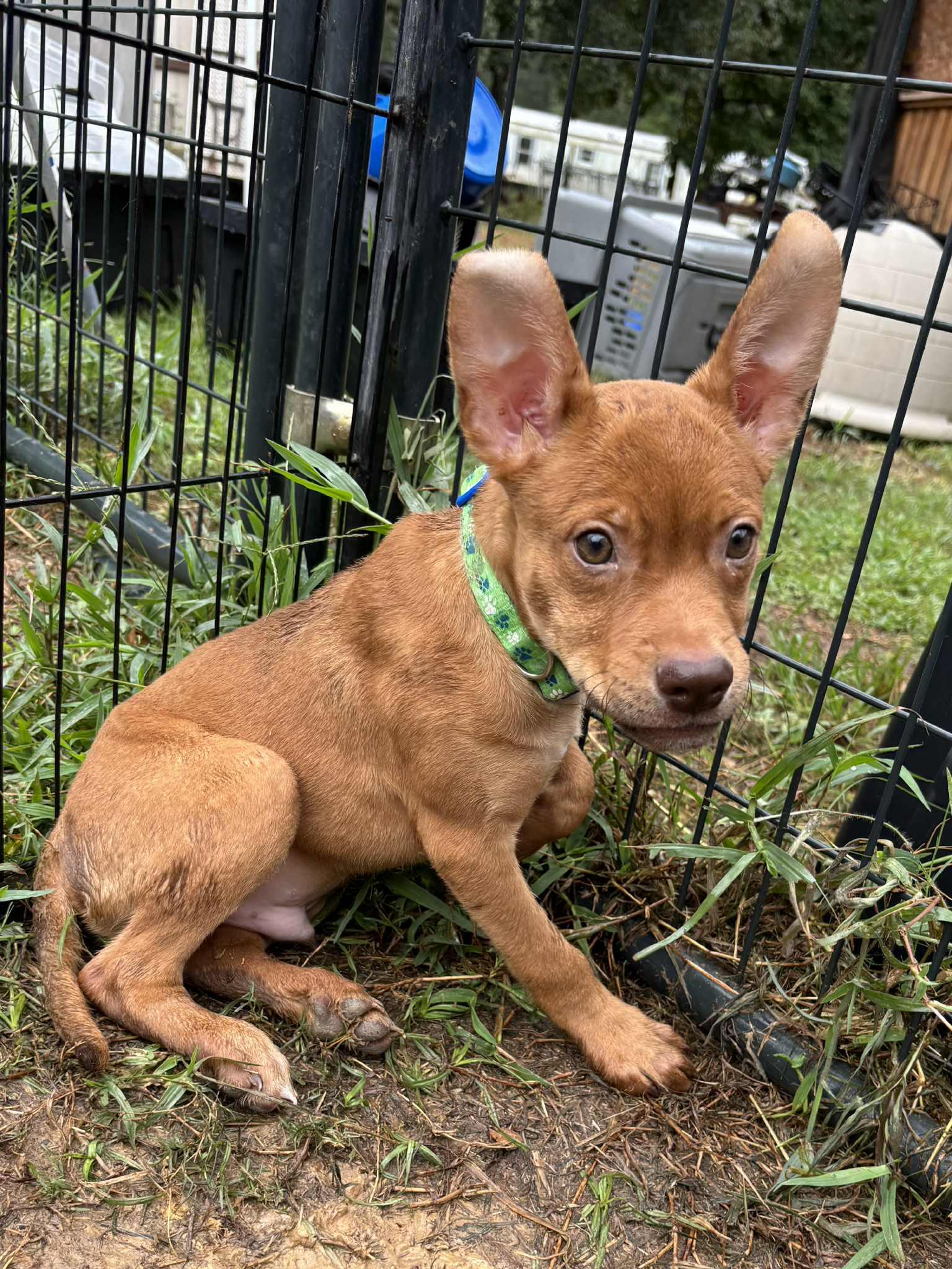 Elija Gray, Adoptable, Puppy Male German Shepherd Dog.