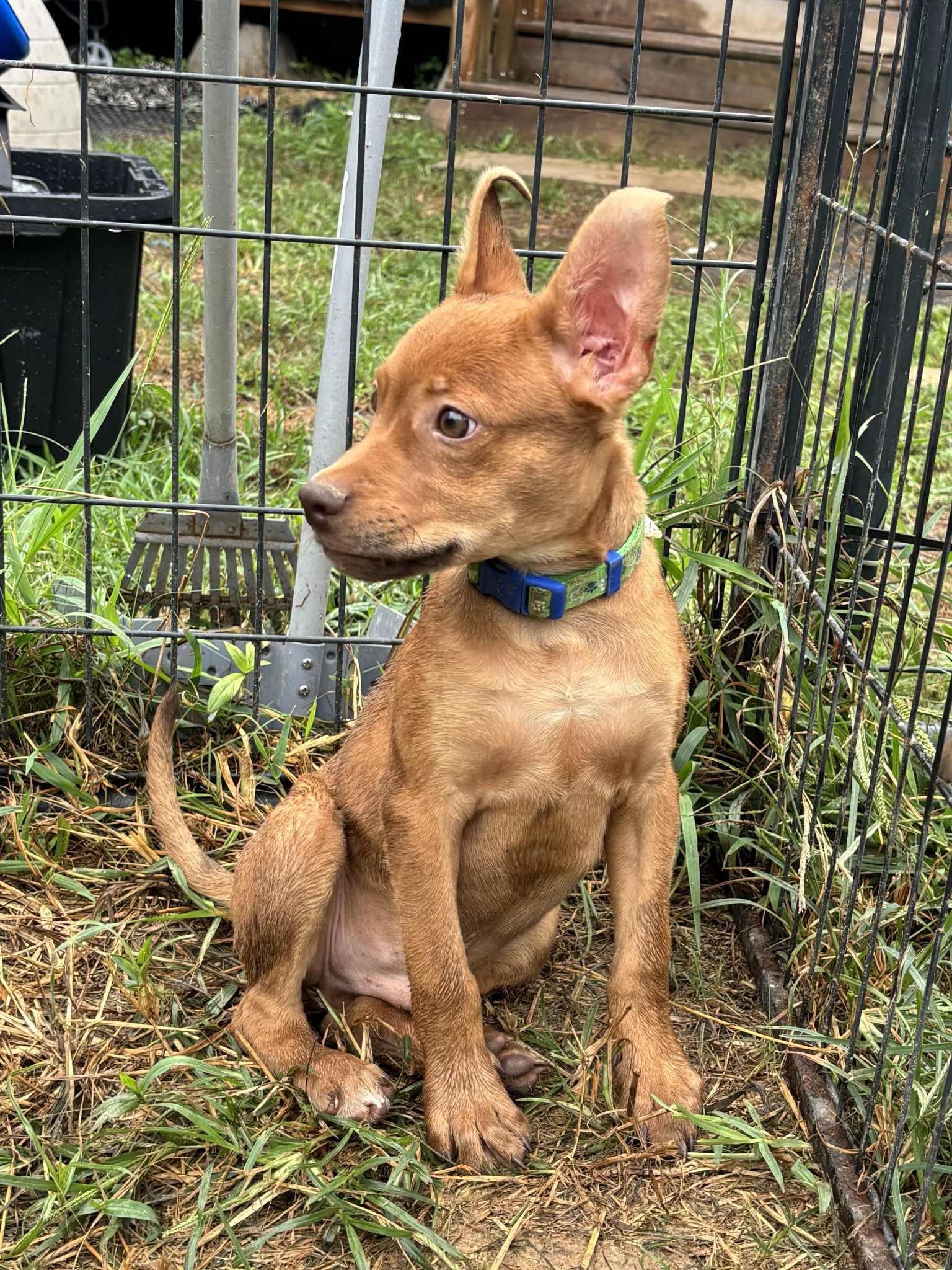 Elija Gray, a Adoptable mixed breed in Jay, NY image 2/6