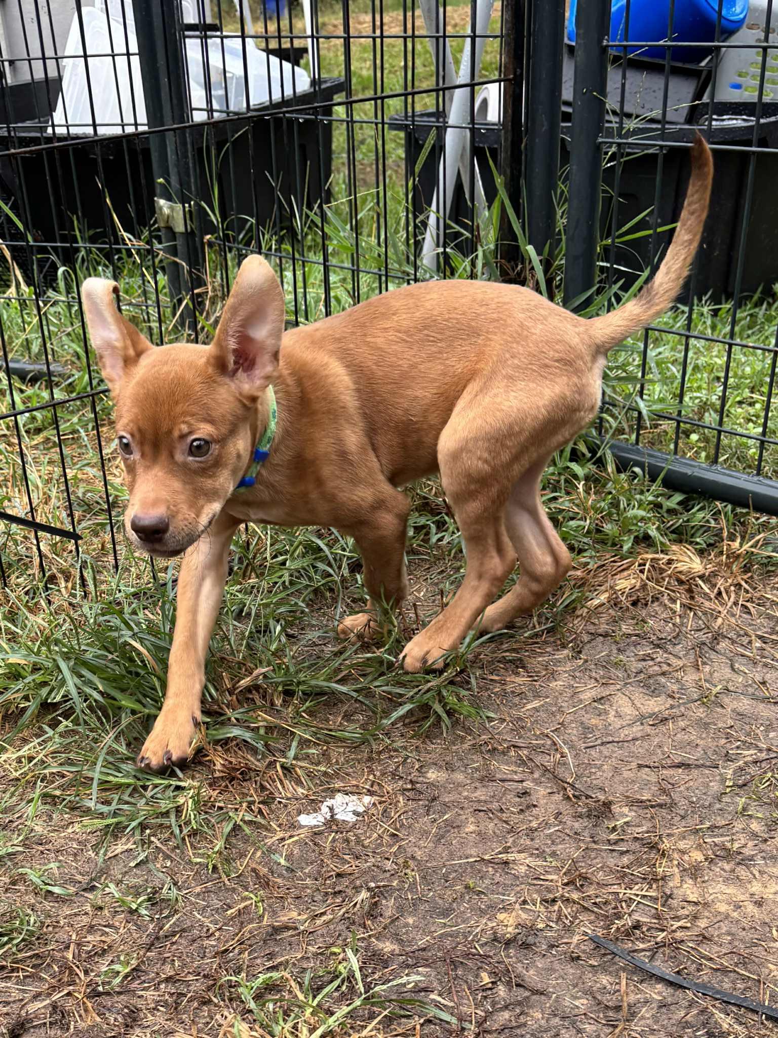 Elija Gray, a Adoptable mixed breed in Jay, NY image 3/6