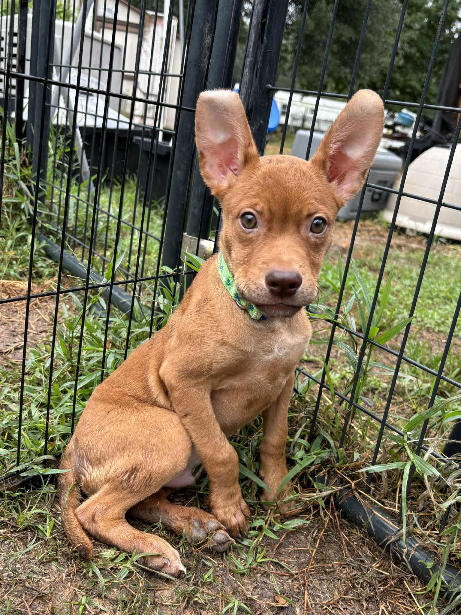 Elija Gray, a Adoptable mixed breed in Jay, NY image 4/6